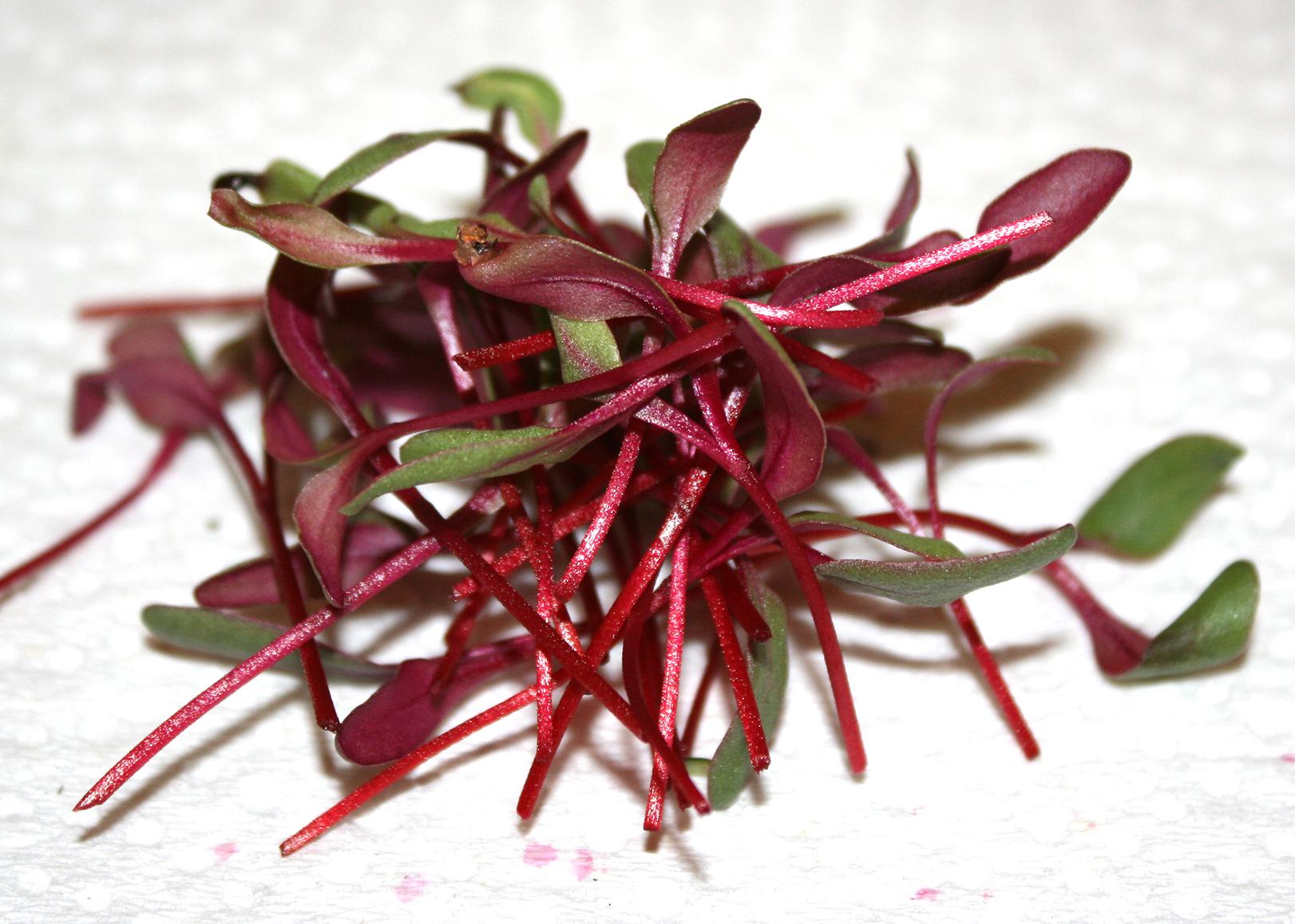 Tiny, red plant sprouts have been cut and placed in a pile.