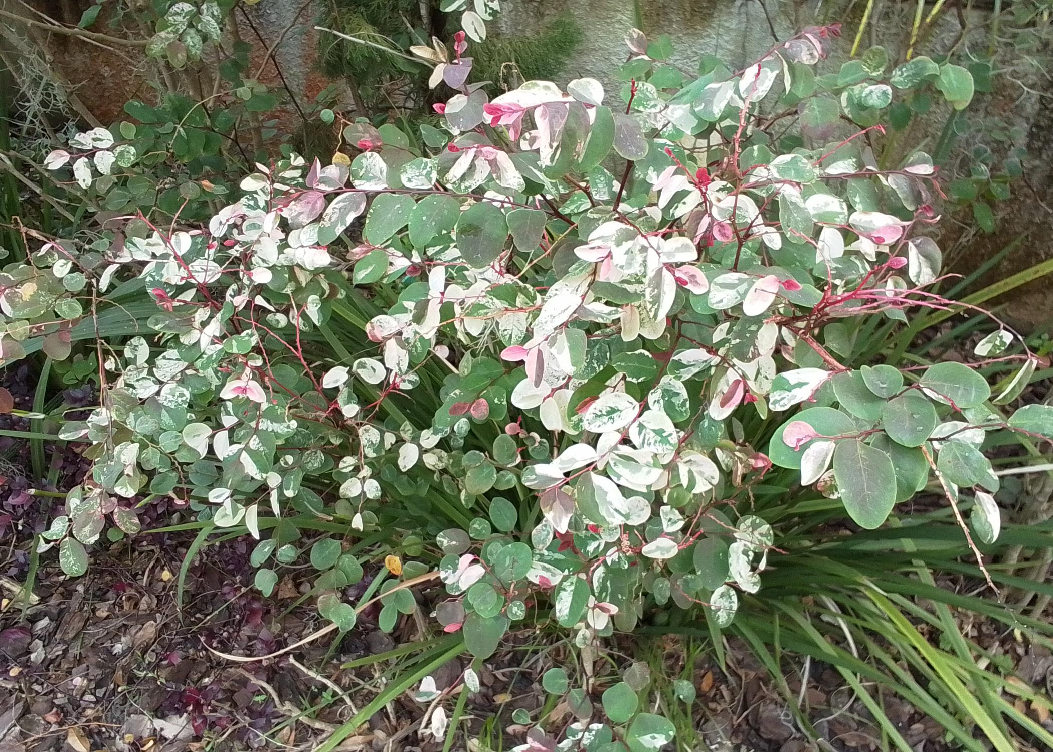 A shrub has green leaves with white and red markings.