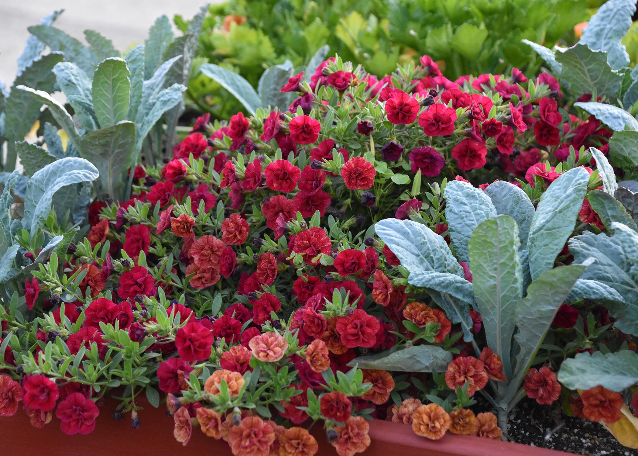 Upright green leaves grow among red blooms.