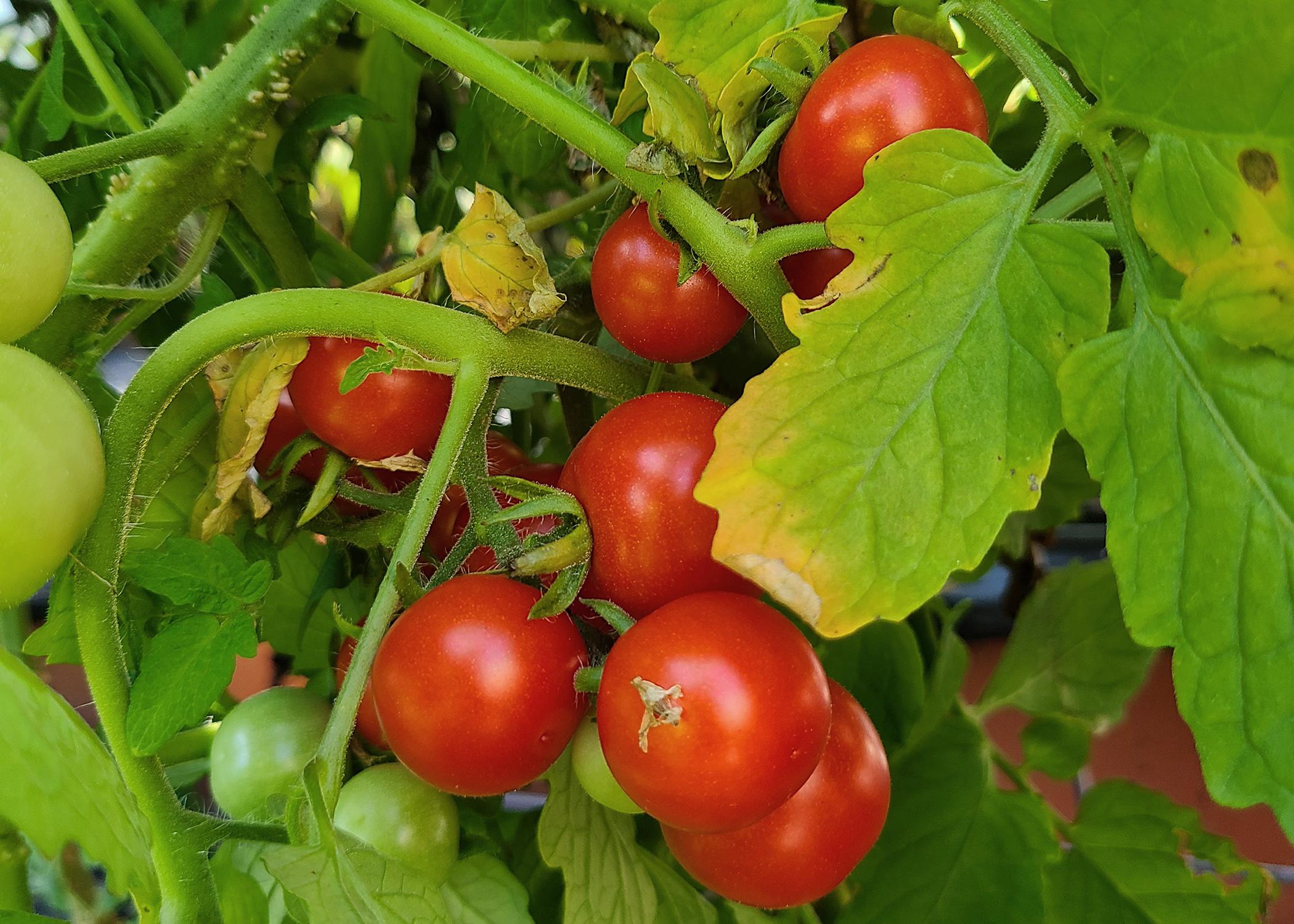 Small, red tomatoes hang in a cluster on a vine.