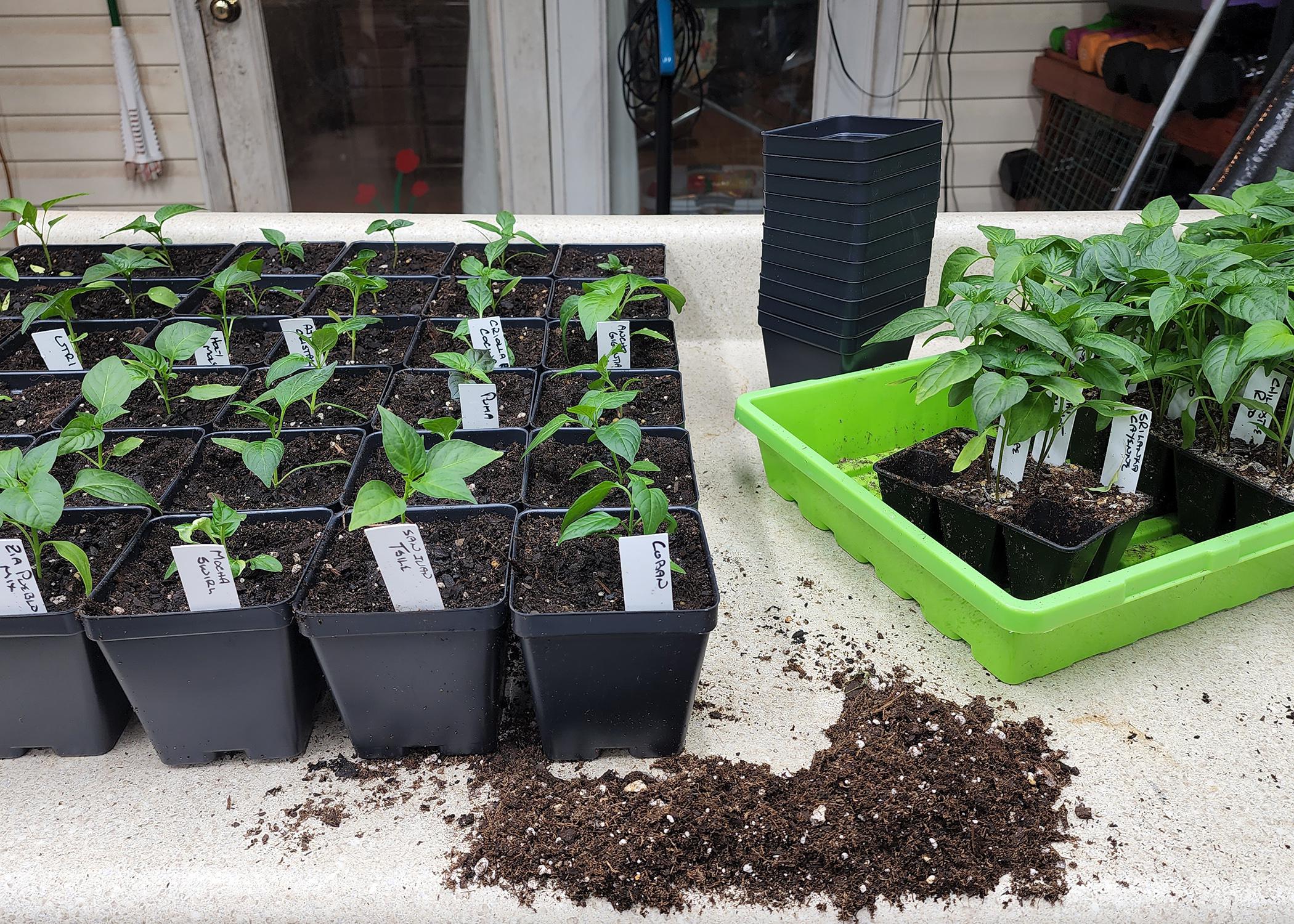 Small plants grow in black plastic trays.