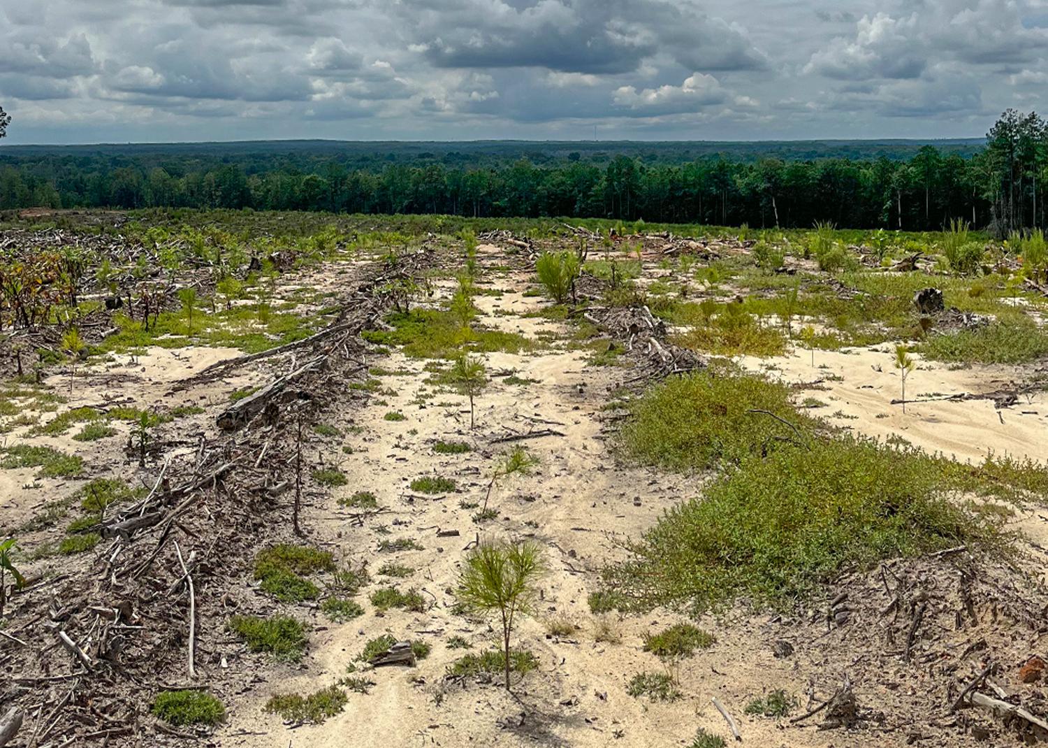 Sandy field where pine tree stand has been recently harvested