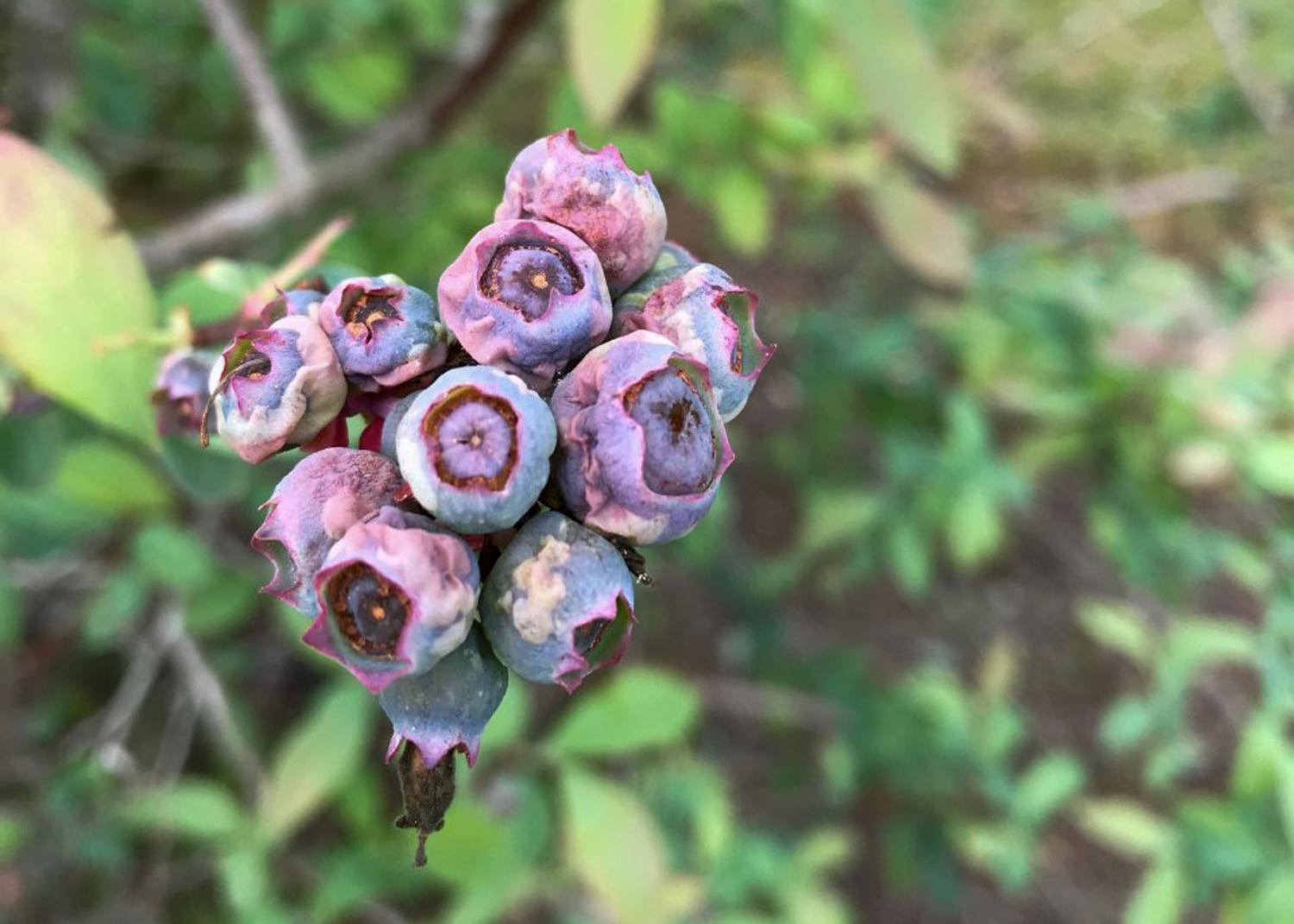 Alt Text: Close-up of freeze-damaged blueberries