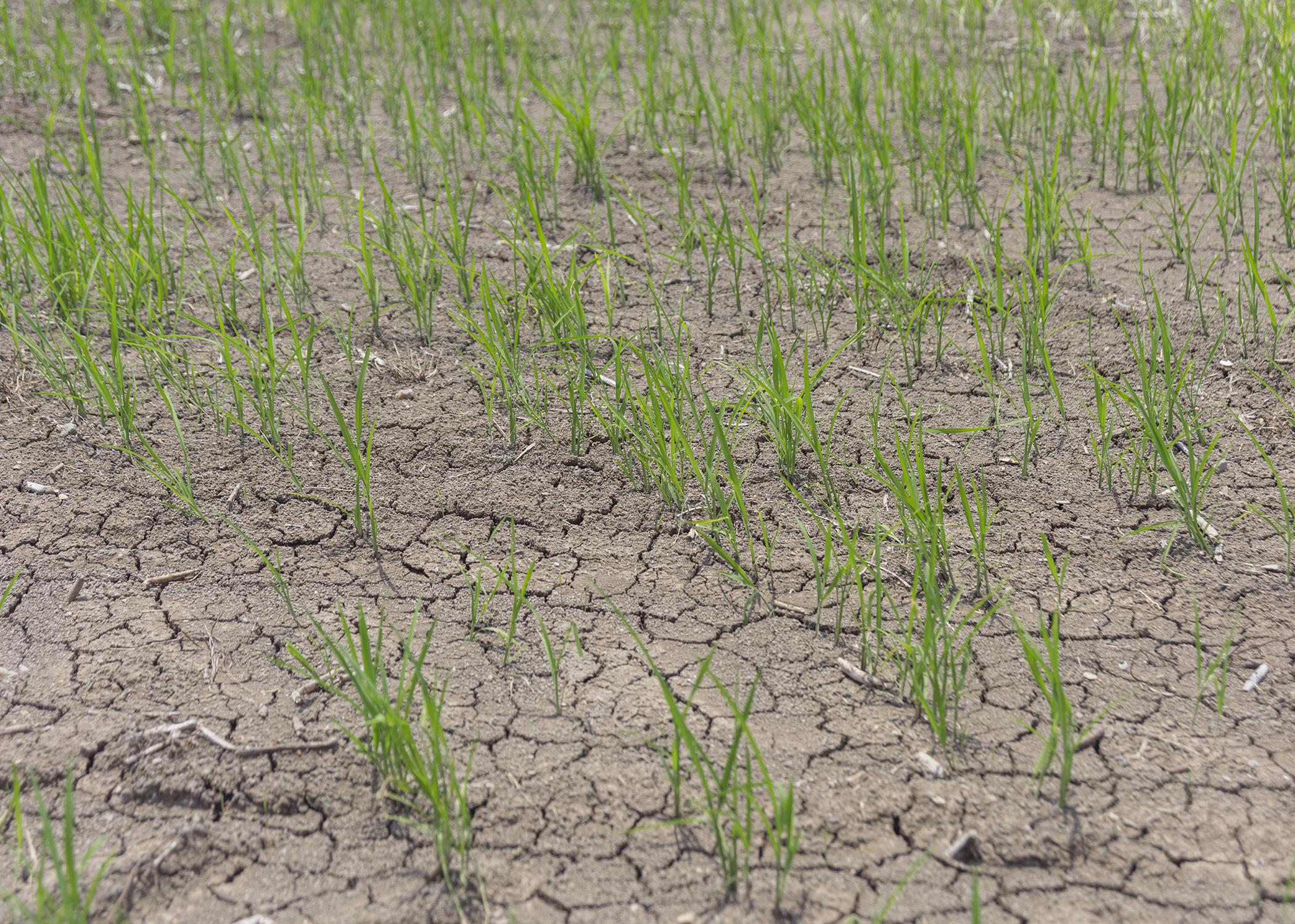 Young rice plants stand in a field.