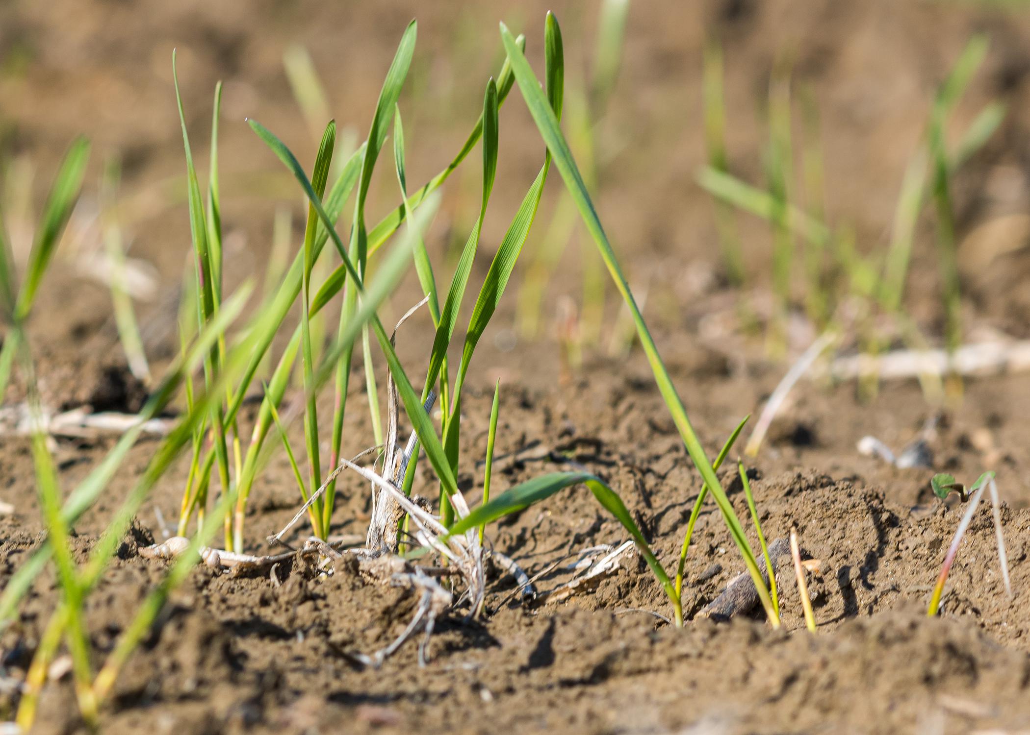 Tiny, grassy plants.