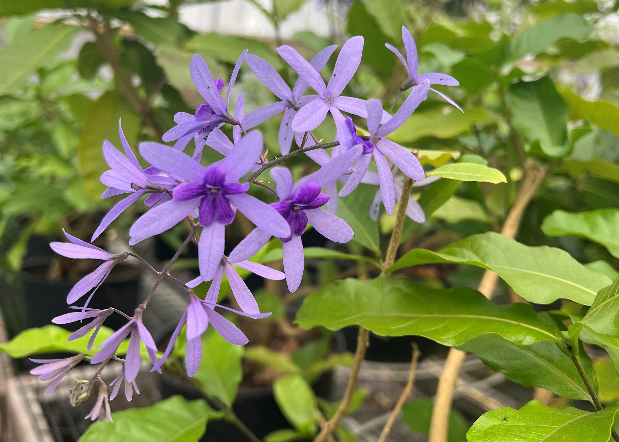 Light-purple blooms on a vine have dark-purple centers.