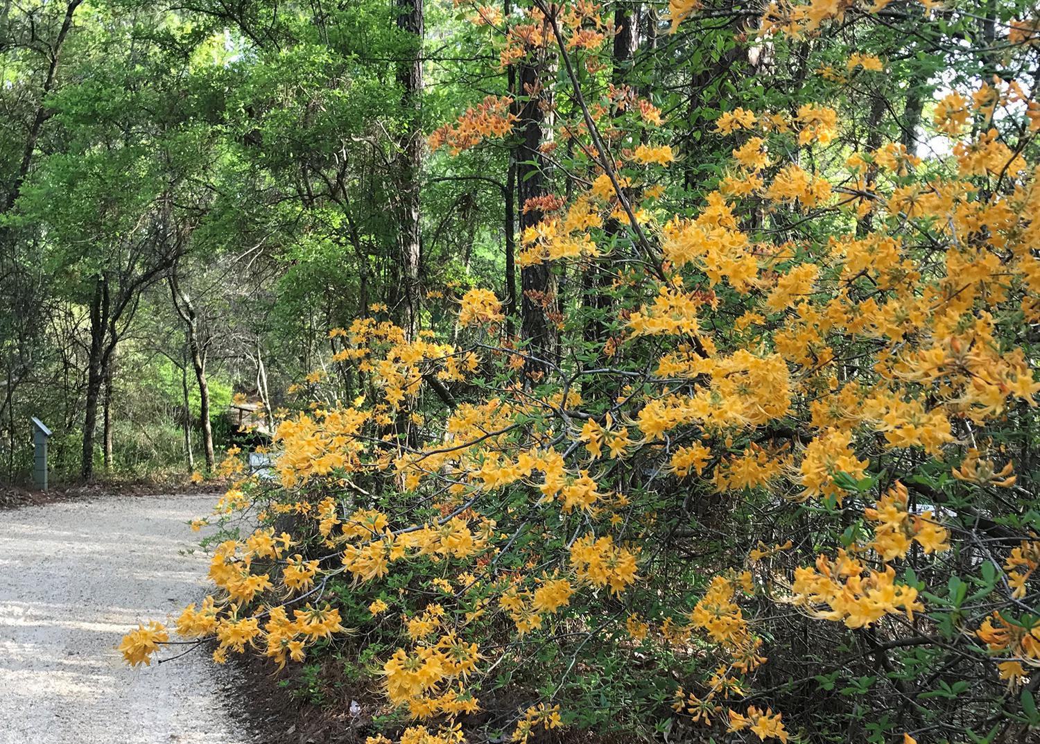 A bush has dozens of light-orange blooms.