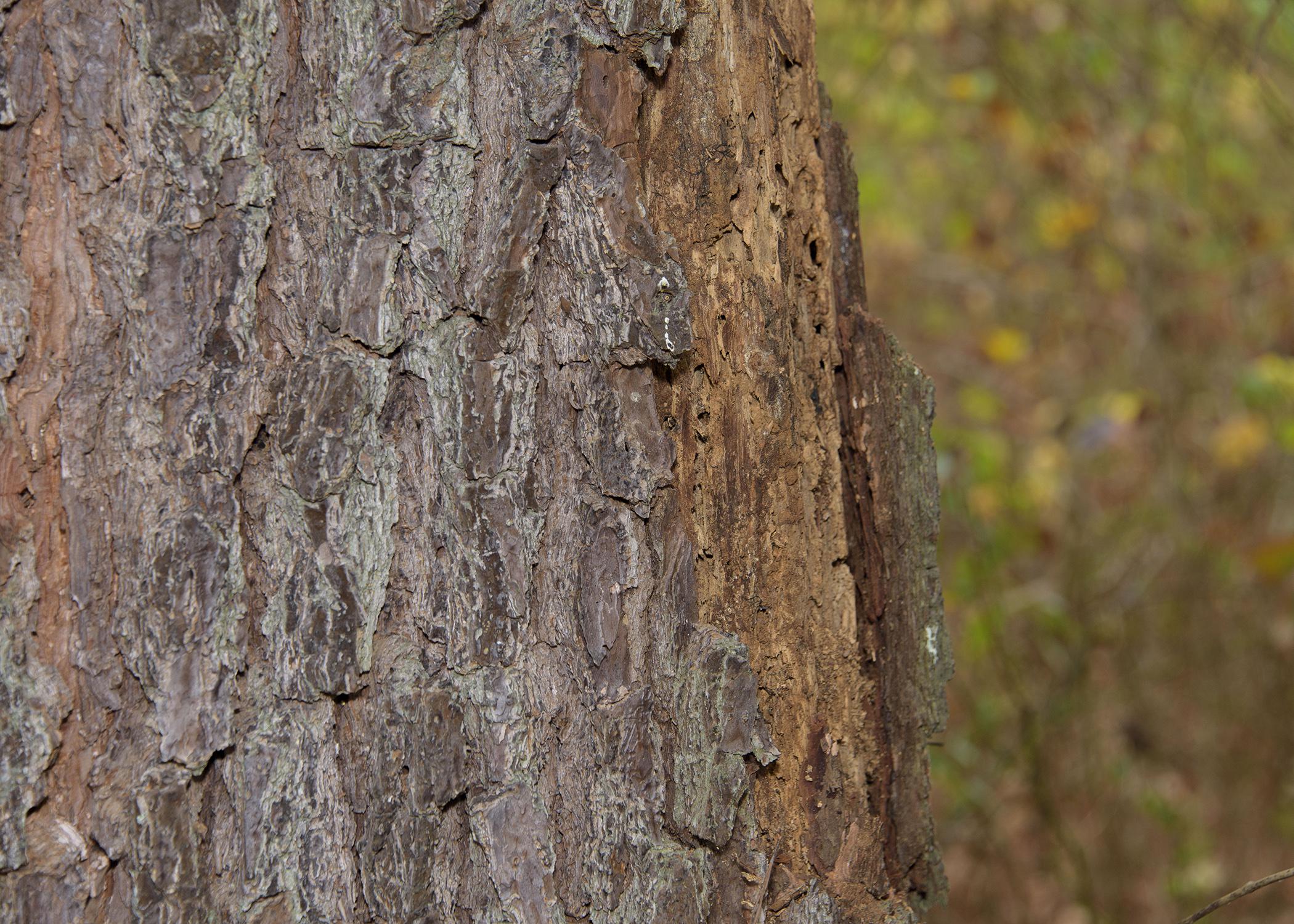 A close-up photo of a pine tree’s damaged bark