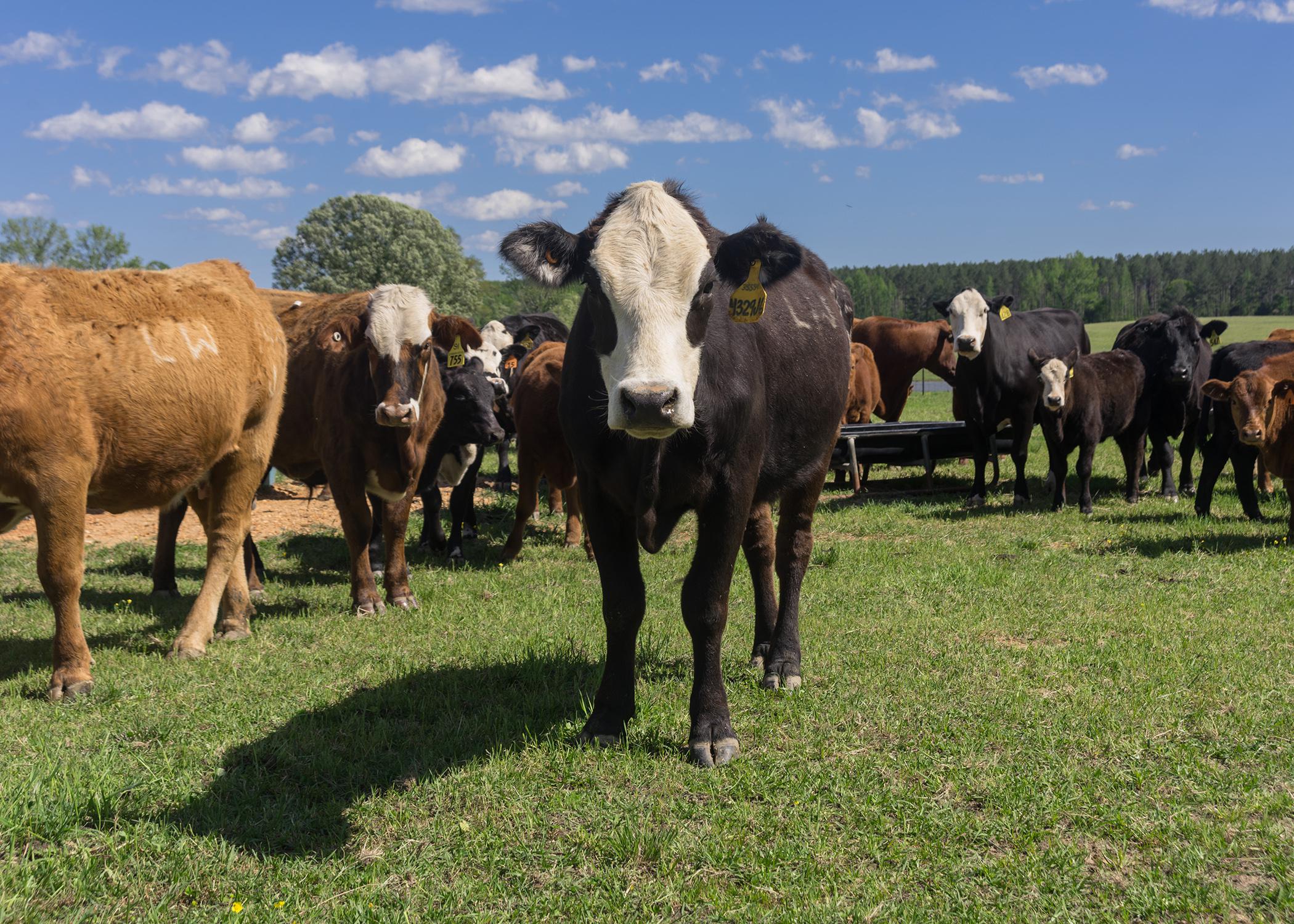 Several cows and calves stand in a pasture.