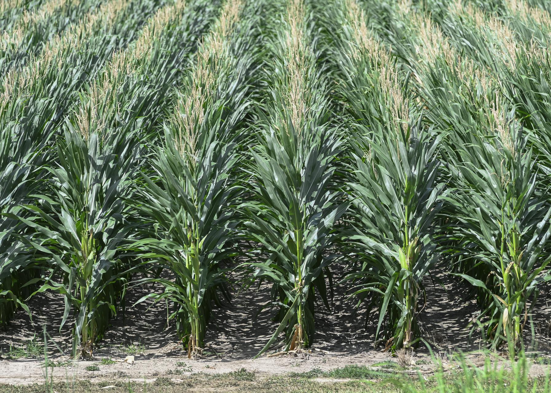 Rows of corn in a field.