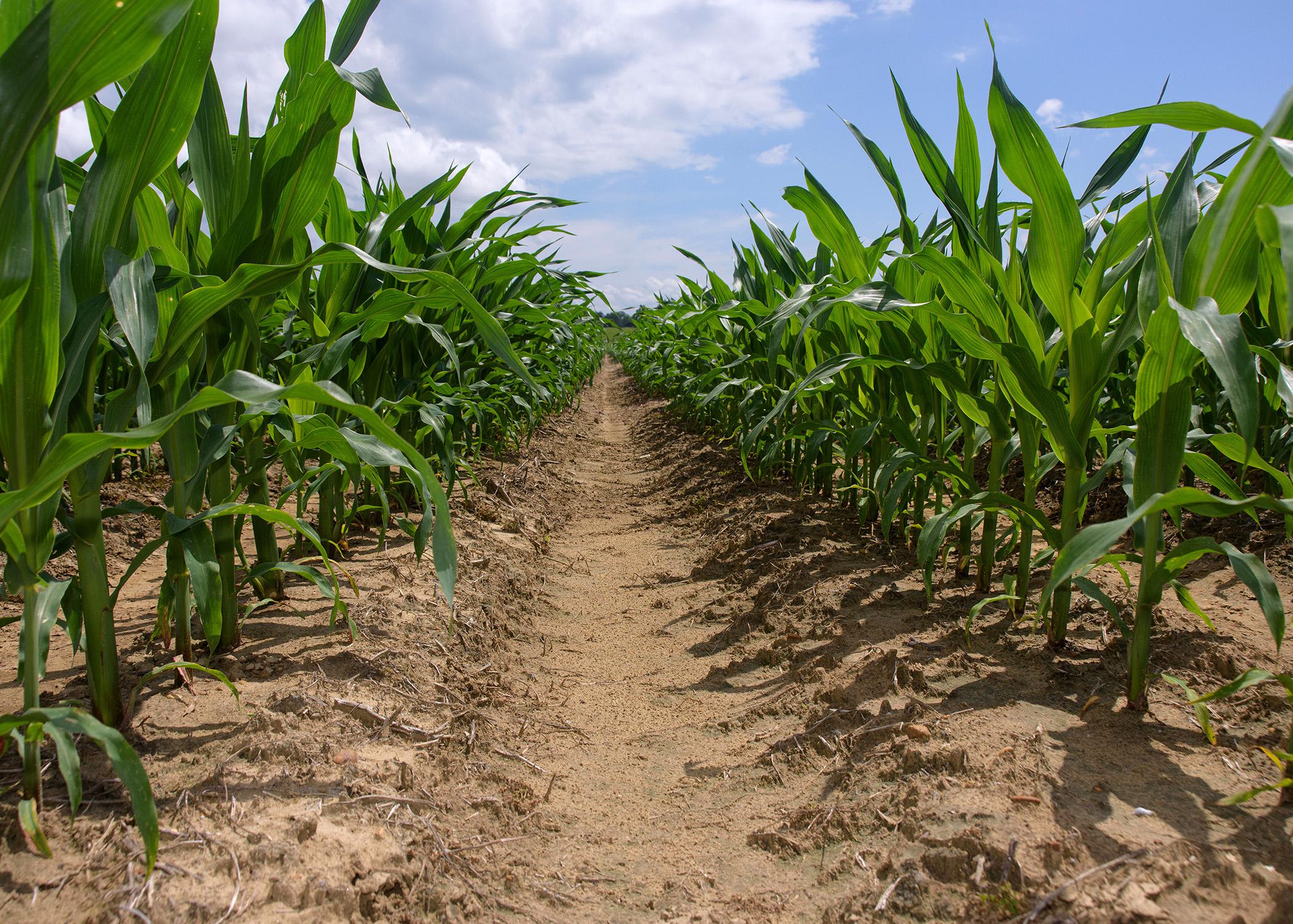 Rows of corn stalks in a field with the sky in the background.