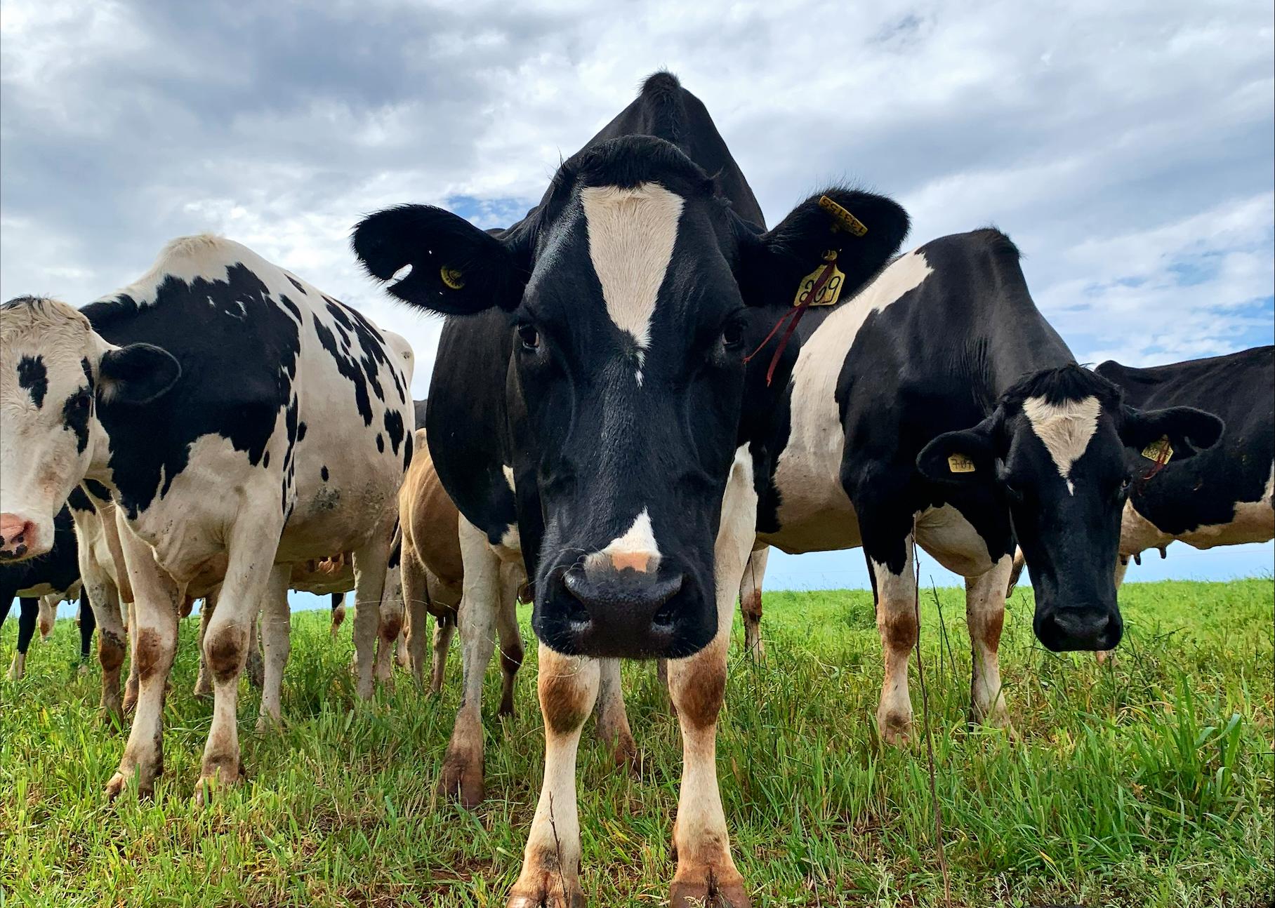 A small group of dairy cows  