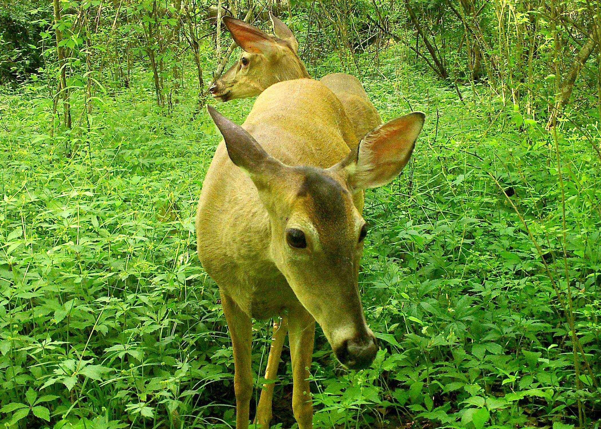 White-tailed deer in a park.