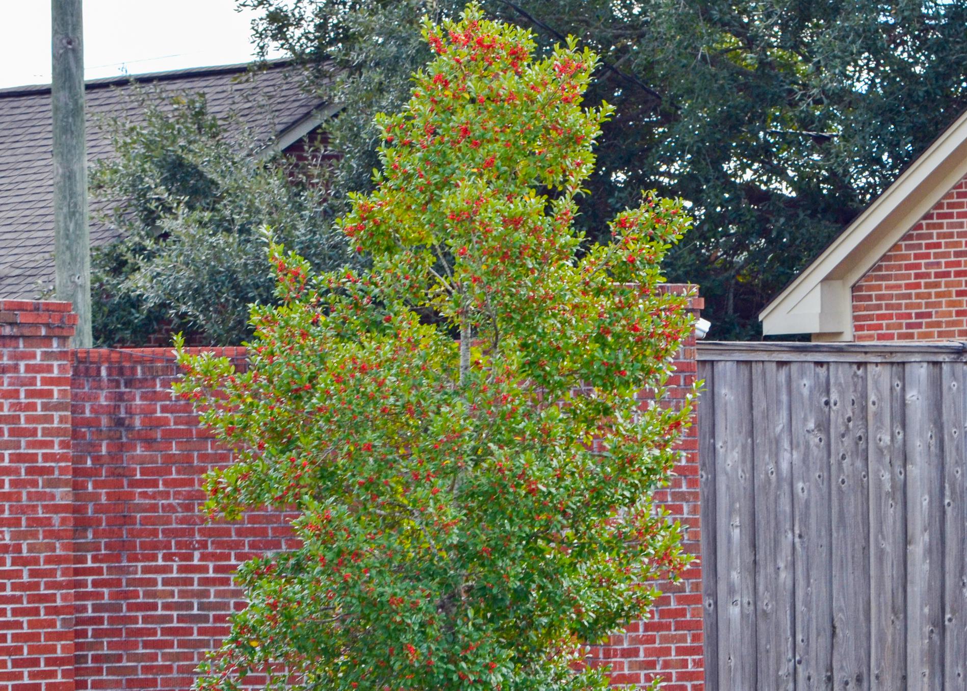 A bush with red berries in a landscape.