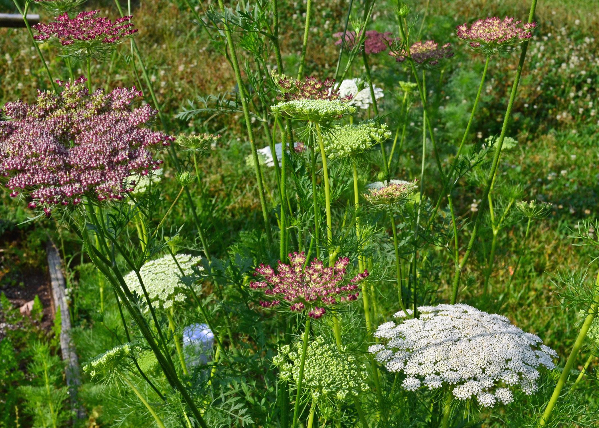 Delicate flower heads bloom in white and purple.