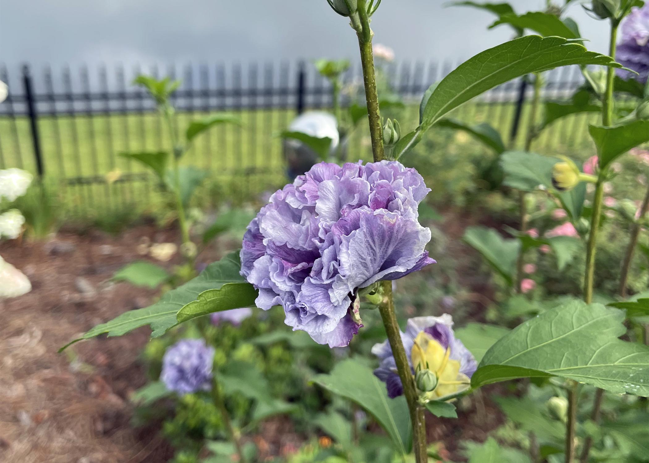 A purple flower blooms on a stem.