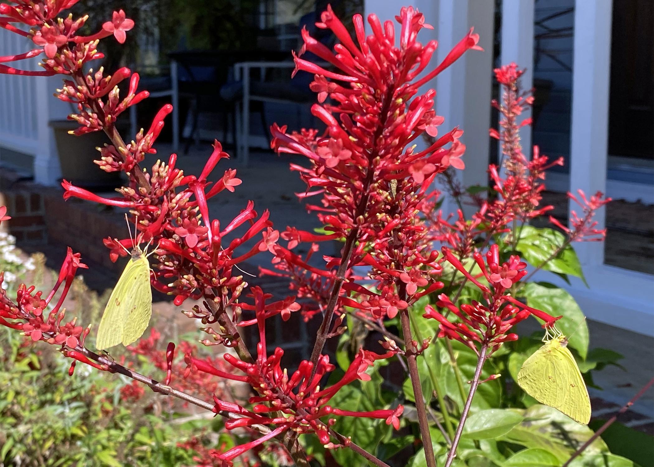 A bush has a spiky red cluster of flowers.