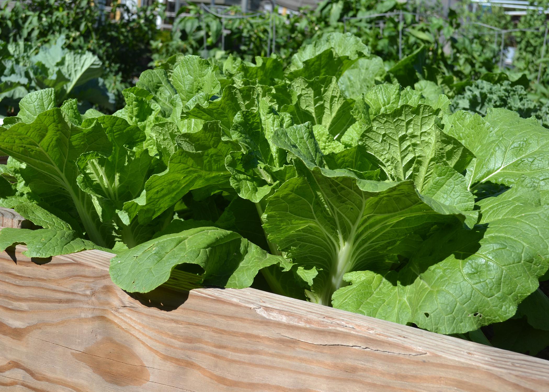 Leafy greens grow in a wooden container.