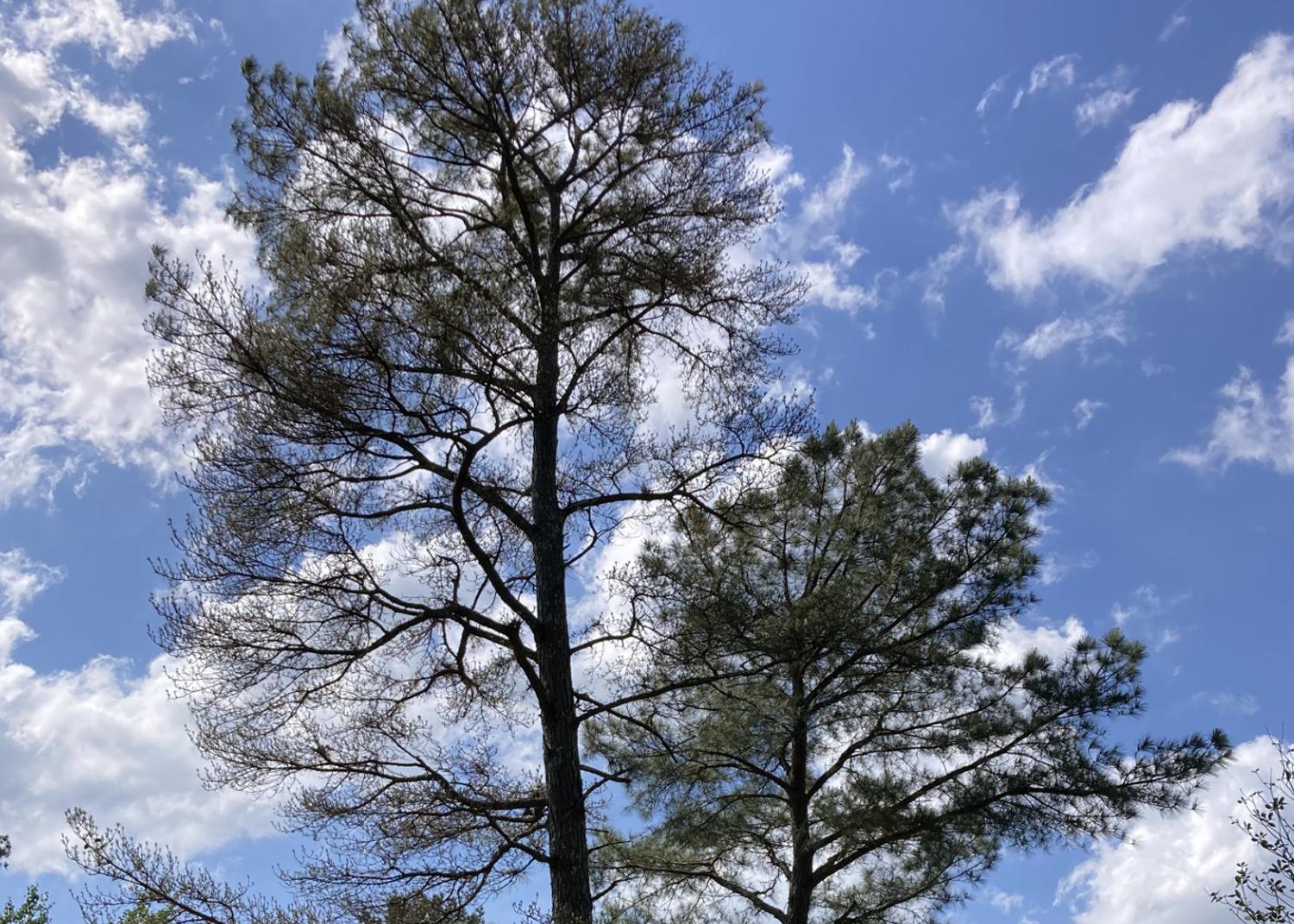 Mature loblolly pine tree in Mississippi with brownish-red needles due to brown spot needle blight.