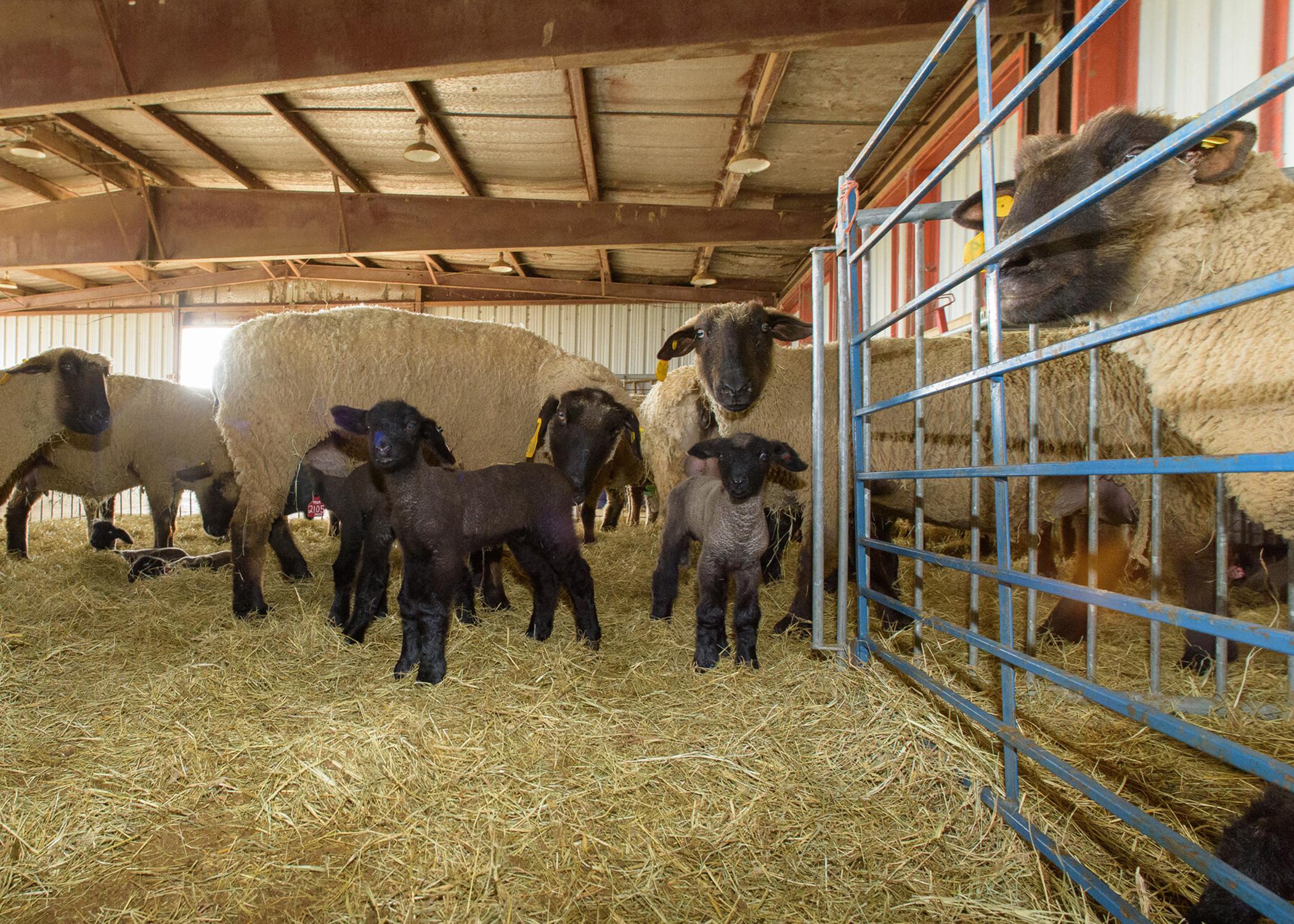 Sheep inside a barn standing on hay