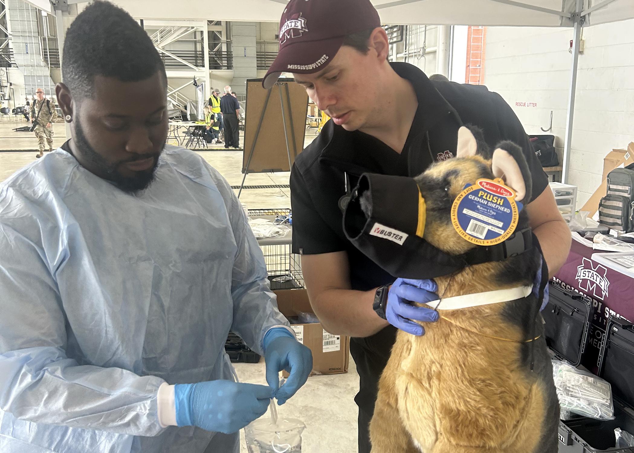 Two veterinarians pretend to treat a mannequin of a German Shepherd dog for injuries.