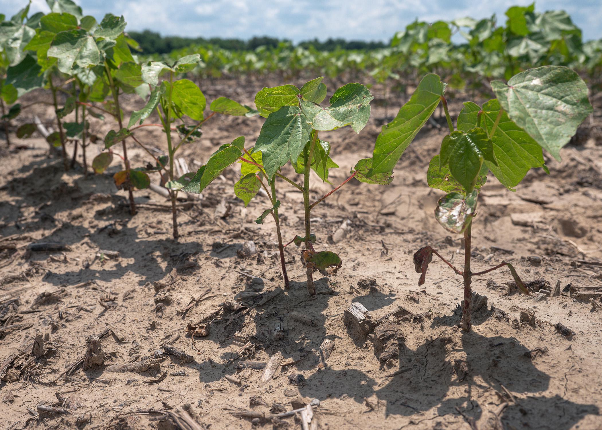 Part of a row of cotton plants in their infancy emerging from soil.