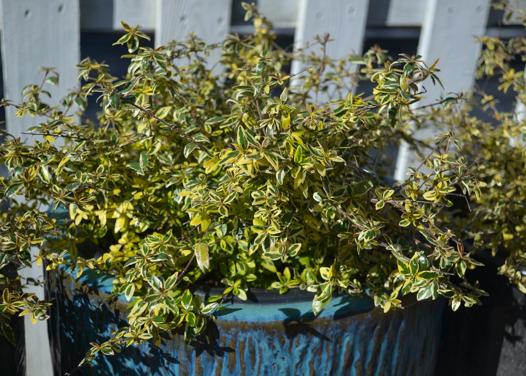 A shrub with yellow-edged leaves grows from a large, blue pot.