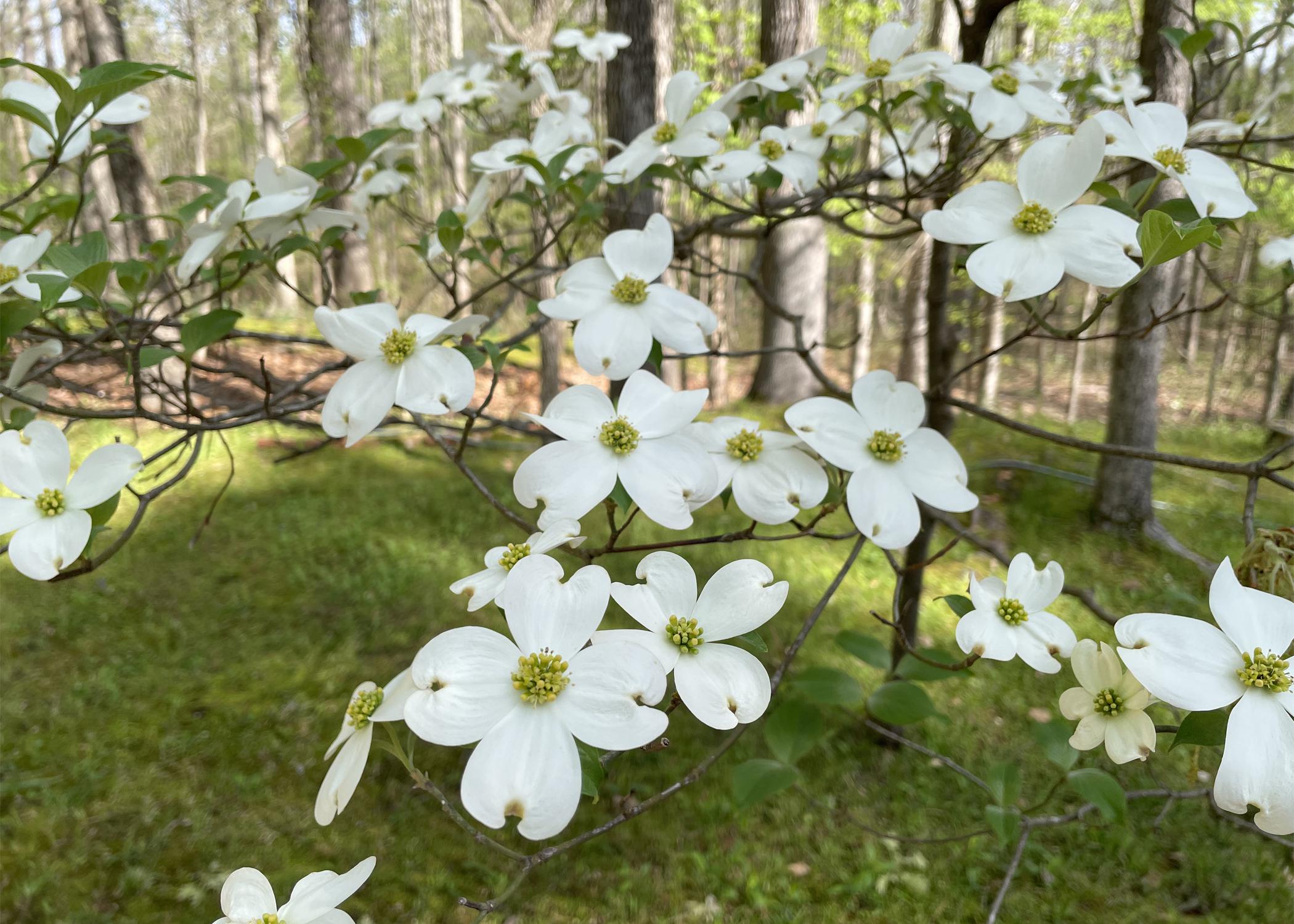 White dogwood blooms grow on bare branches.