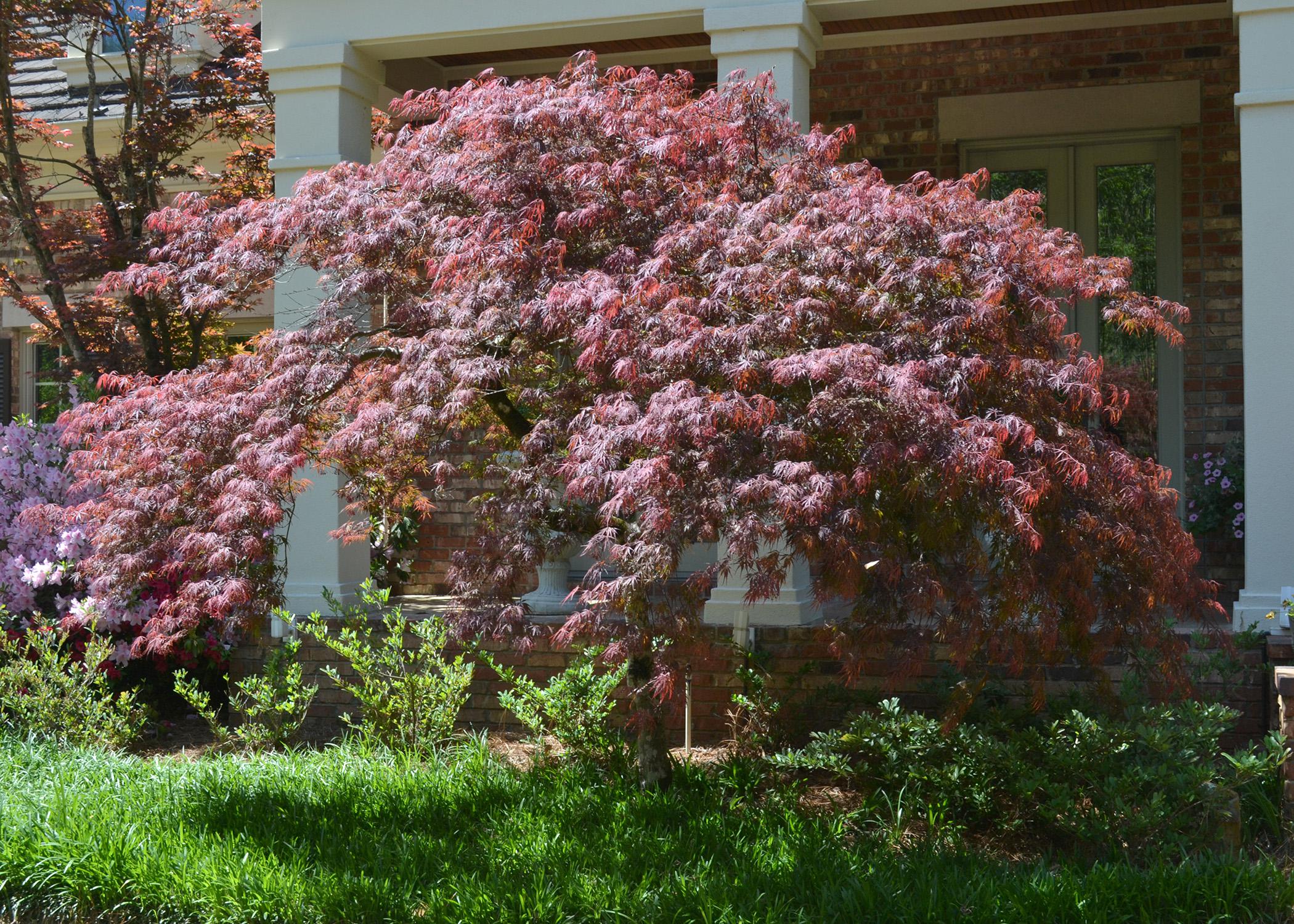 A small tree with dark leaves stands in front of a house.
