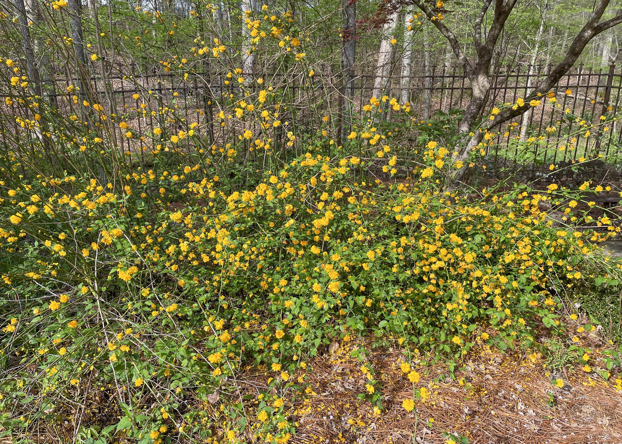 A shrub covered with yellow flowers grows in front of a fence.