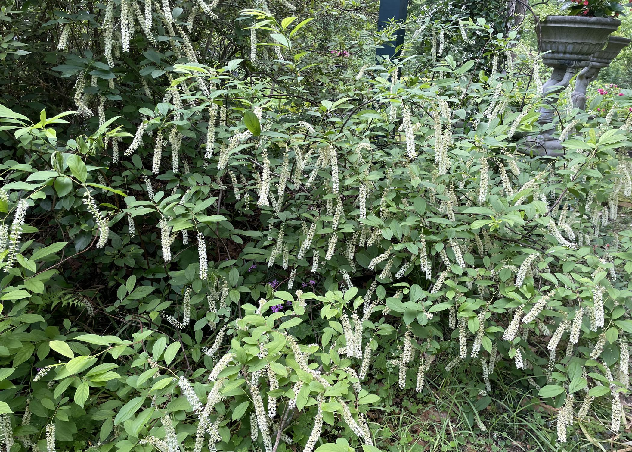 White spikes of blooms hang from a green shrub.