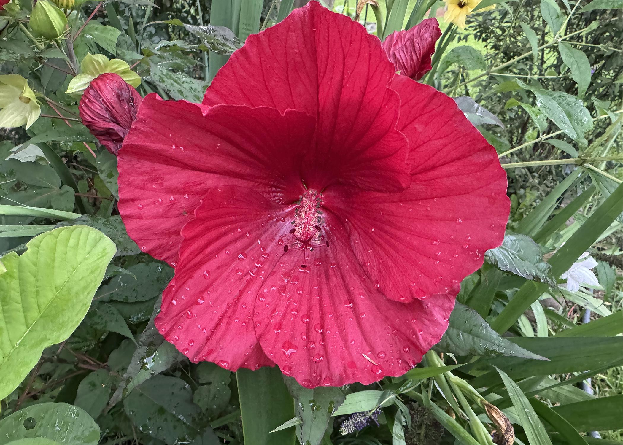 A single red bloom with a green background.