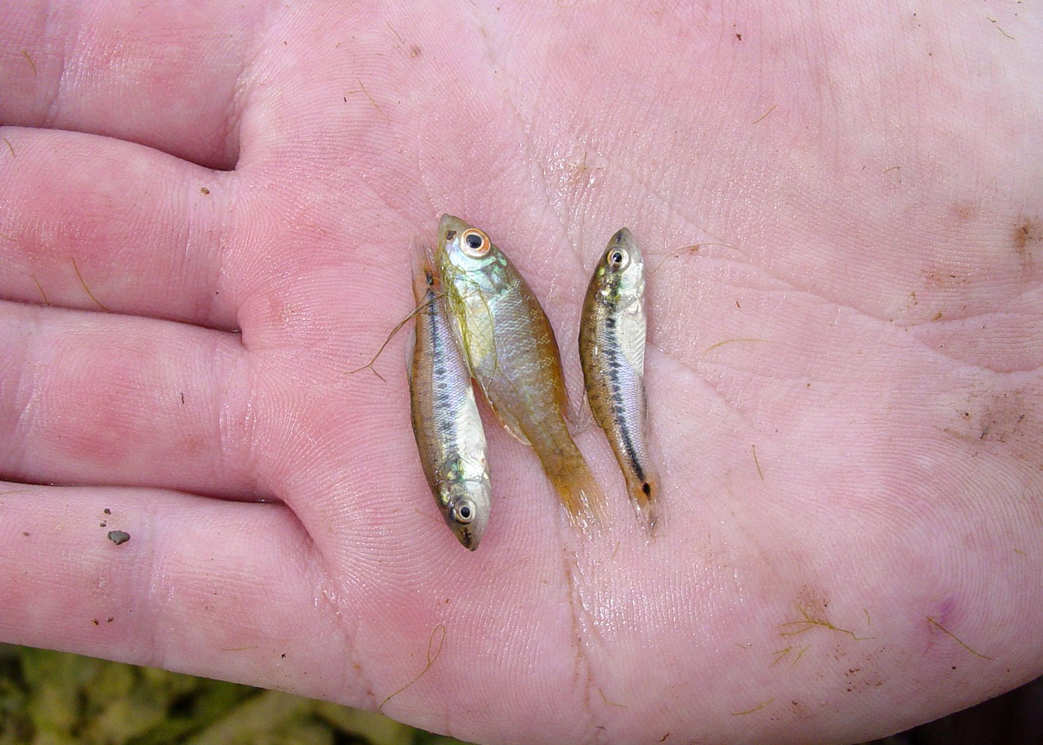 A balanced pond is a healthy pond in which both bass and bluegill are reproducing and growing well. (Photo by Wes Neal)