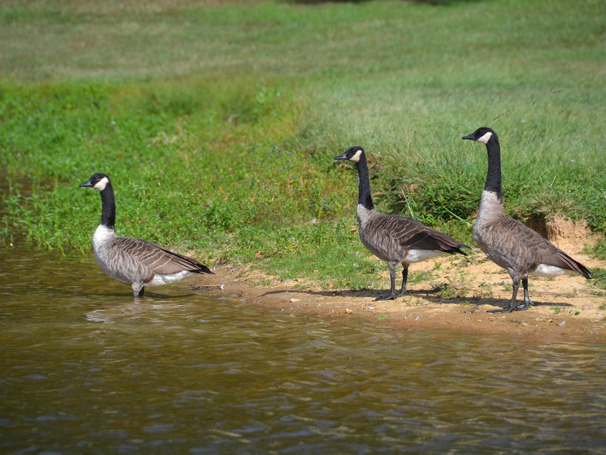 Canada geese, such as these in Raymond, can live in Mississippi almost year-round and are attracted to bodies of water and grassy areas, such as golf courses, lawns, parks and recently harvested grain fields. (Photo by MSU Ag Communications/Susan Collins-Smith)