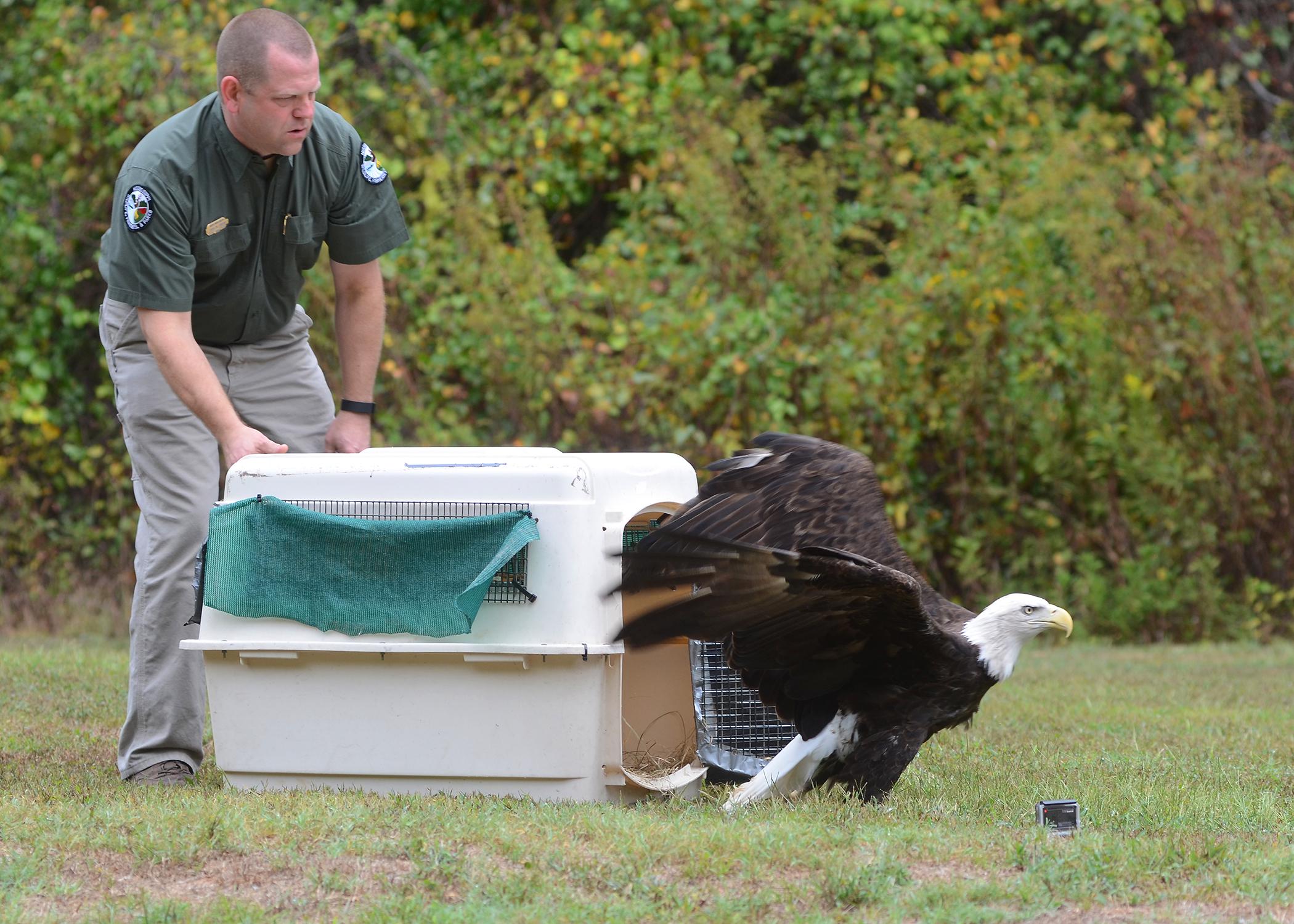 Representatives of the Mississippi Department of Wildlife, Fisheries and Parks are the best contacts when someone discovers a sick or injured wild animal. Their goal is to treat and re-release wild animals, as Chad Dacus, wildlife bureau director, is shown doing for this rehabilitated bald eagle at the Barnett Reservoir near Jackson, Mississippi. (Photo courtesy of Brian Broom)