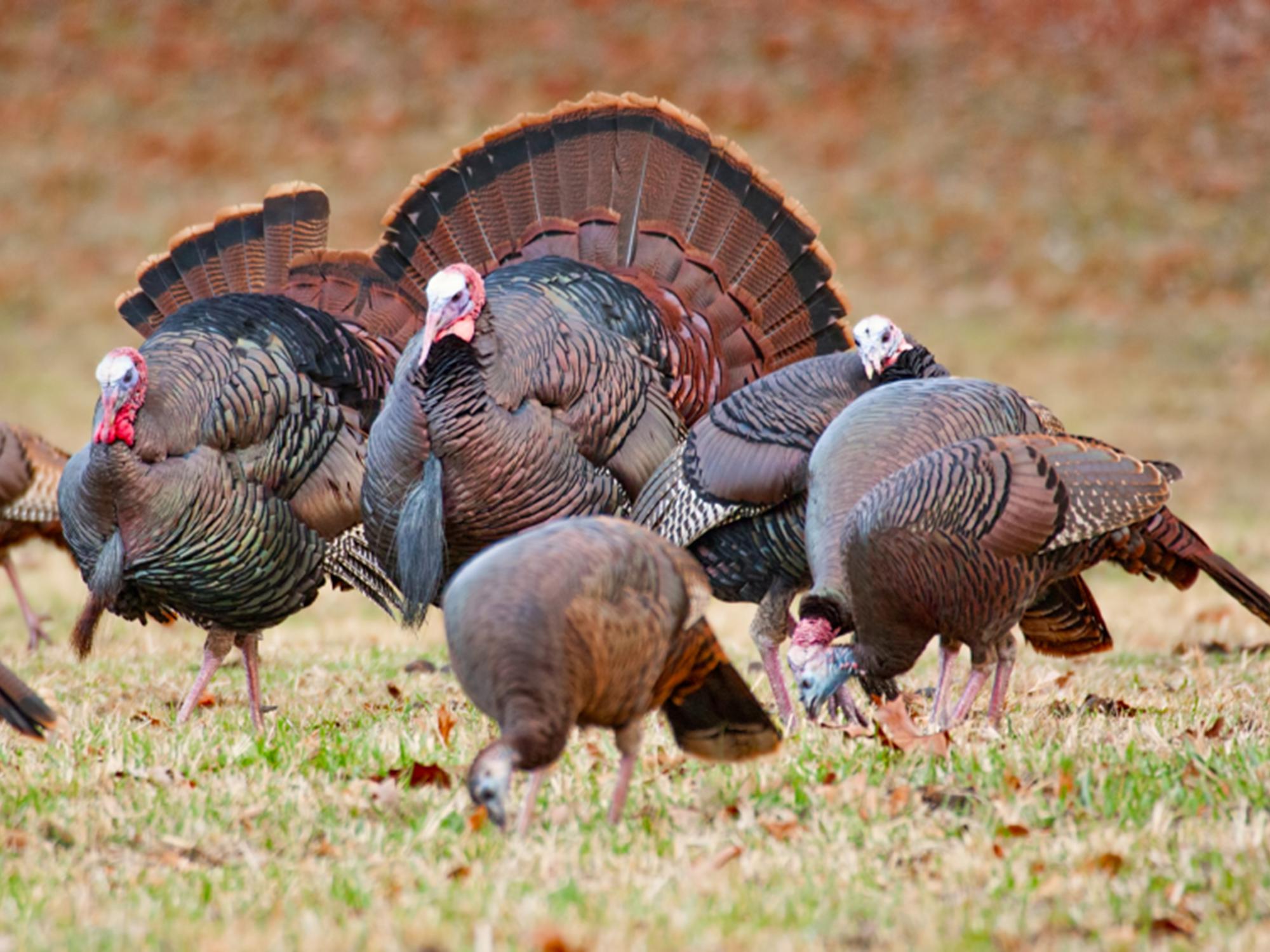 The English language is filled with idioms about wildlife, including “birds of a feather flock together,” the way these wild turkeys have gathered in a field. (Submitted photo)