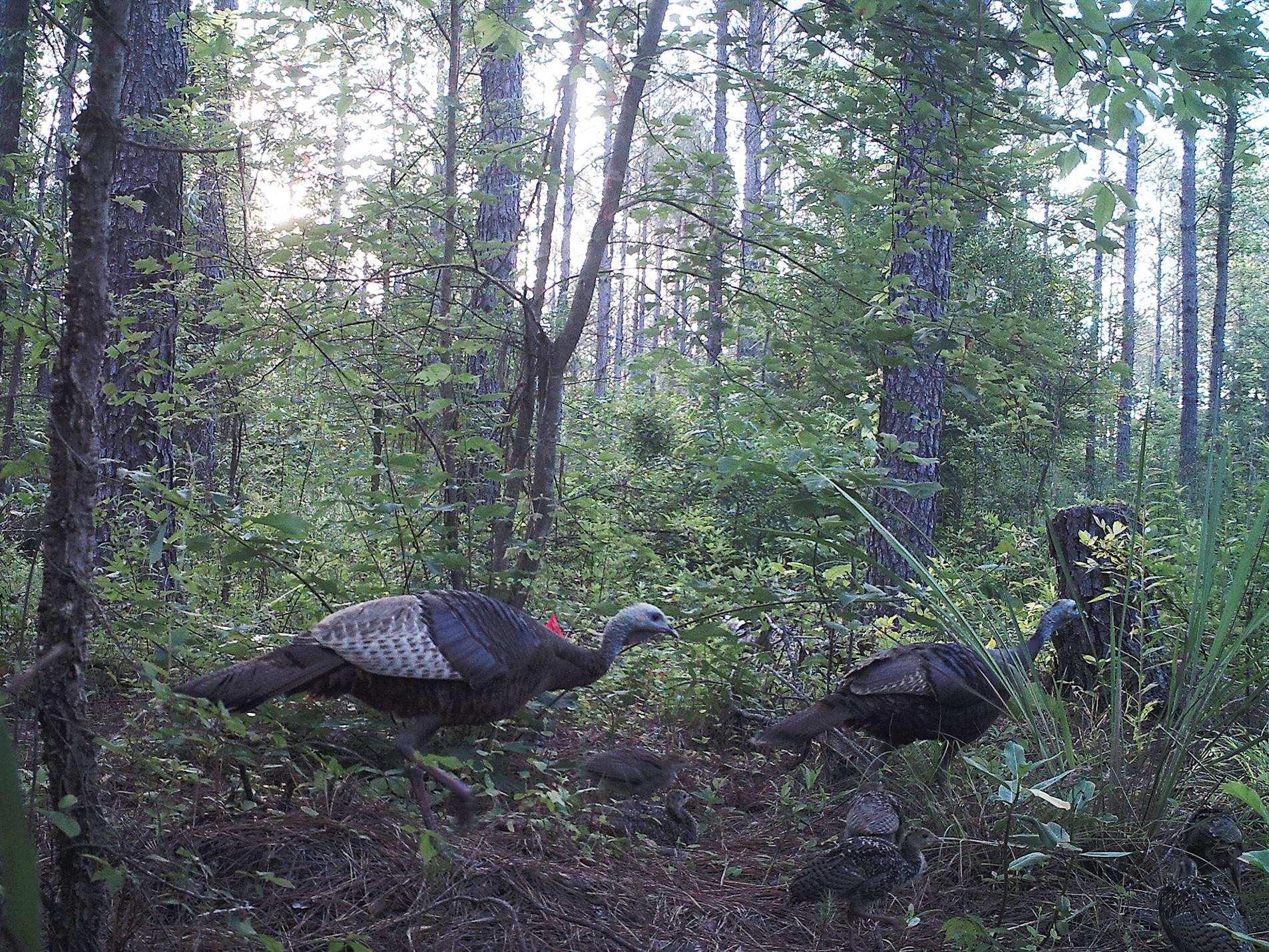 Game cameras can capture images of some of the most elusive wildlife and their babies. (Photo by MSU Extension Service/Jacob Dykes)