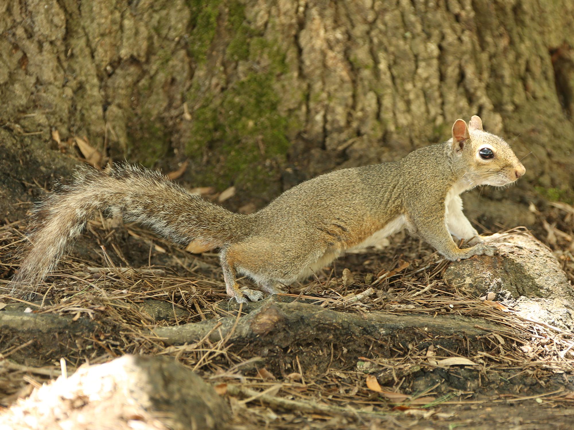 Squirrel season and other small game hunting opportunities are some of the best ways for young hunters and others to enjoy the outdoors. (MSU Extension Service file photo/Kat Lawrence)