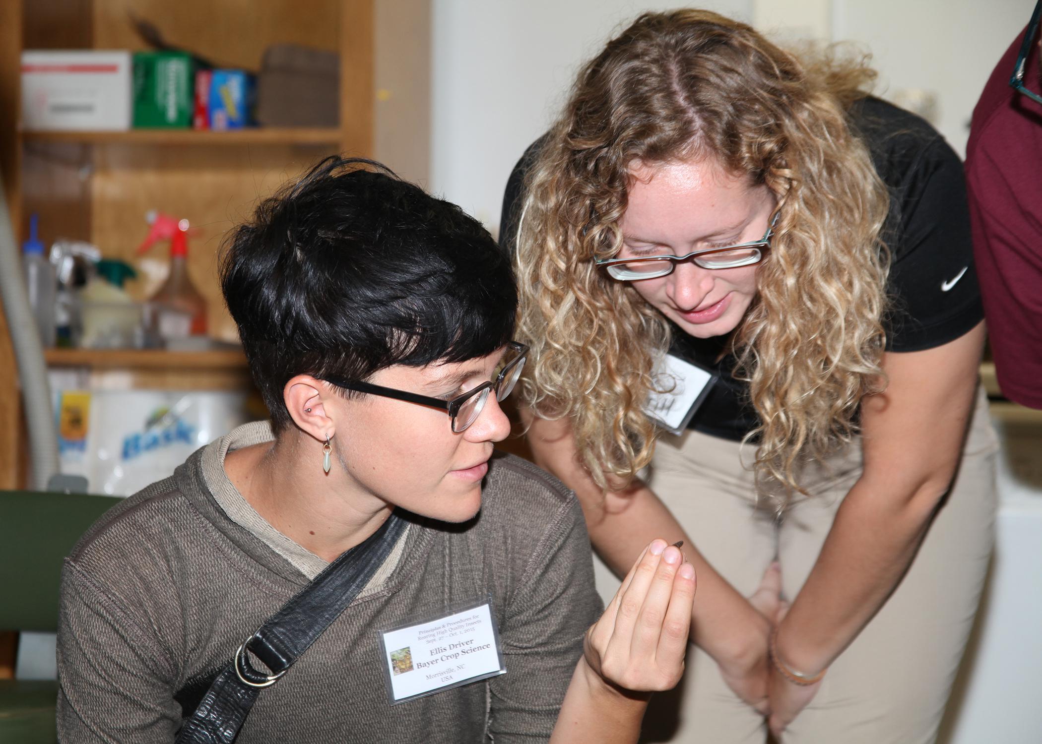 Each fall, scientists from all over the world come to Mississippi State University to learn the latest insect-rearing techniques. Ellis Driver from Bayer Crop Science in Morrisville, North Carolina and Brook Merrill of Koppert Biocontrol in Howell, Michigan examine a black soldier fly larva in an MSU lab on Sept. 30, 2015 at the 18th annual International Insect Rearing Workshop. (Photo by MSU Ag Communications/Kat Lawrence)