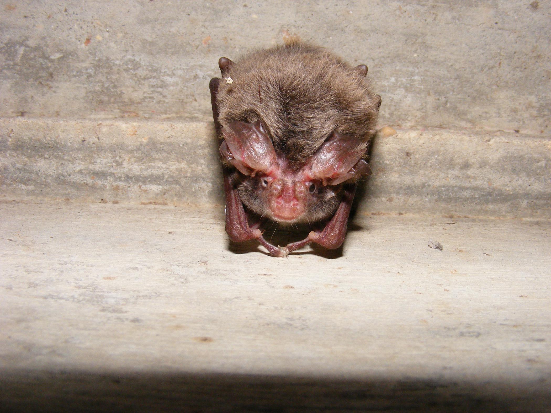 Mississippi State University researchers are monitoring the state’s bats, such as this Rafinesque’s big-eared bat, for white-nose syndrome, a fungal disease decimating bat populations in the Eastern United States. The disease has not yet been found in Mississippi. (Photo courtesy of Andrea Schuhmann) 