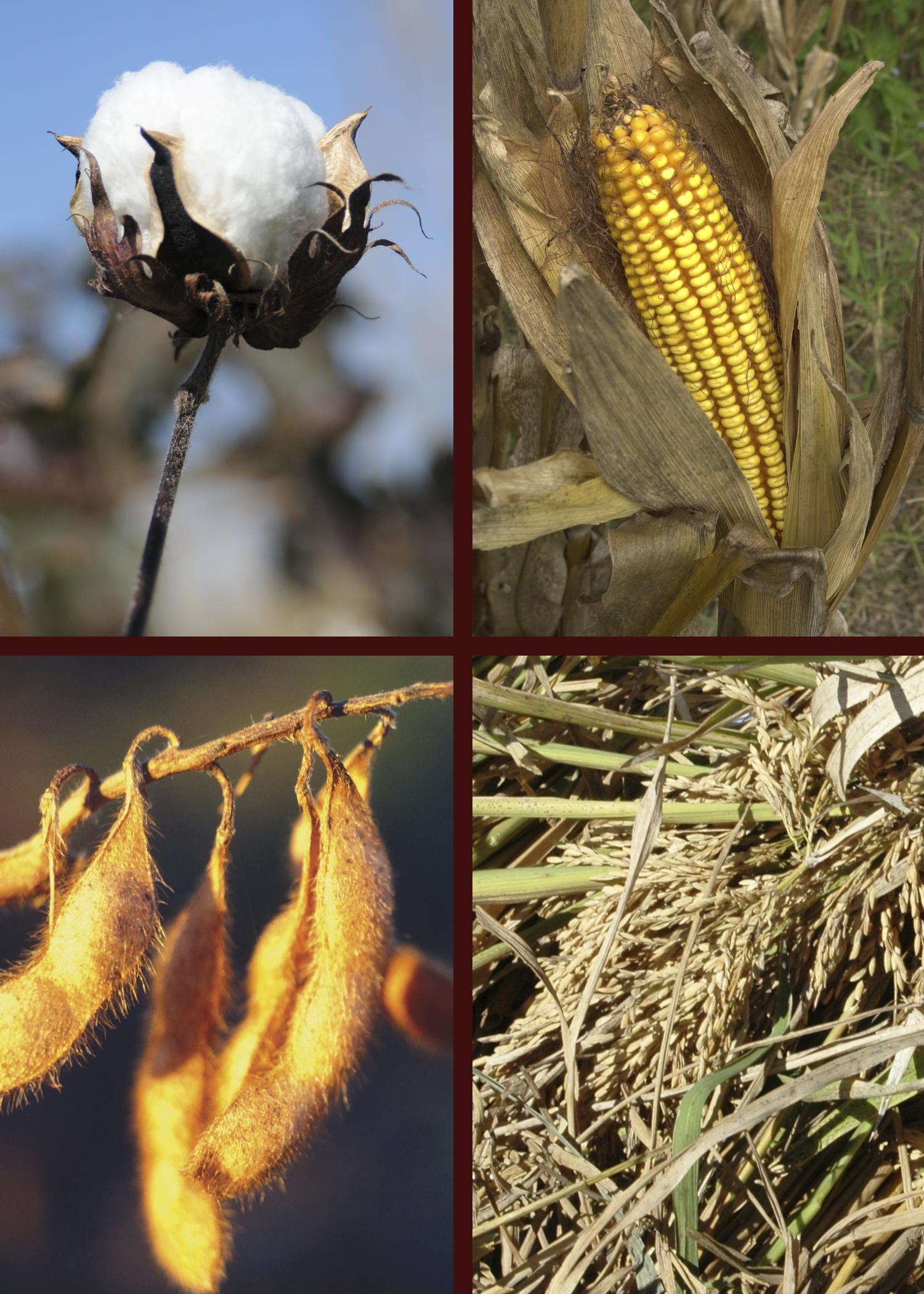 A photo showing corn, cotton, soybeans and rice.