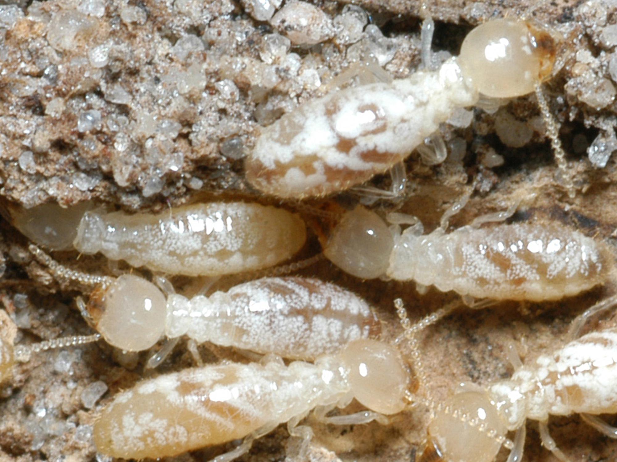 Termites swarm when they are looking for new places to begin colonies. Left uncontrolled, these pests can cause extensive damage to houses and other buildings. (Photo by MSU Extension Service/Blake Layton)