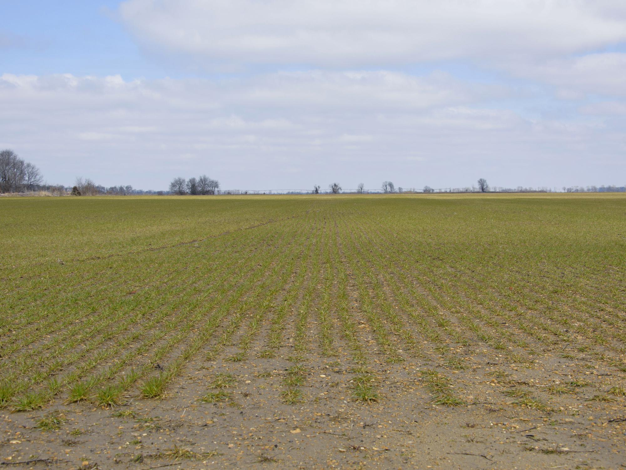 Saturated conditions complicated fertilizer application and delayed wheat across Mississippi. Stunted growth in low spots was visible in this Bolivar County wheat field on Feb. 27, 2015. (Photo by MSU Ag Communications/Kevin Hudson)