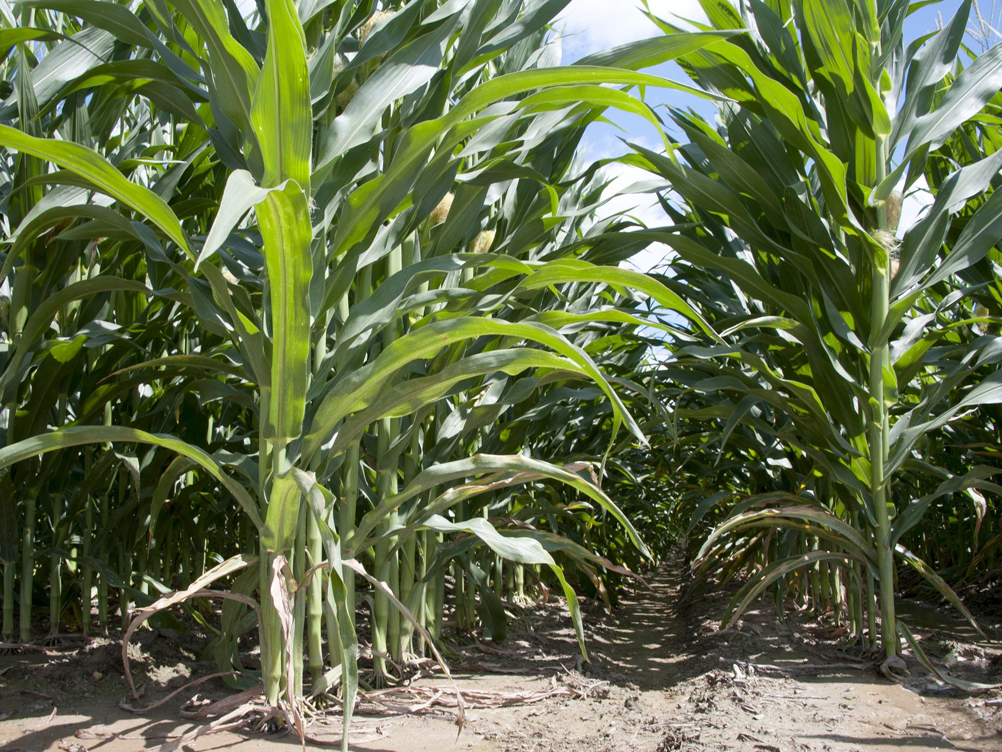 The majority of the state's corn is rated in good or excellent condition despite spring rains that delayed planting and detrimental heat in recent weeks. This photo was taken June 12, 2015, in Sunflower County. (Photo by MSU Ag Communications/Kat Lawrence)