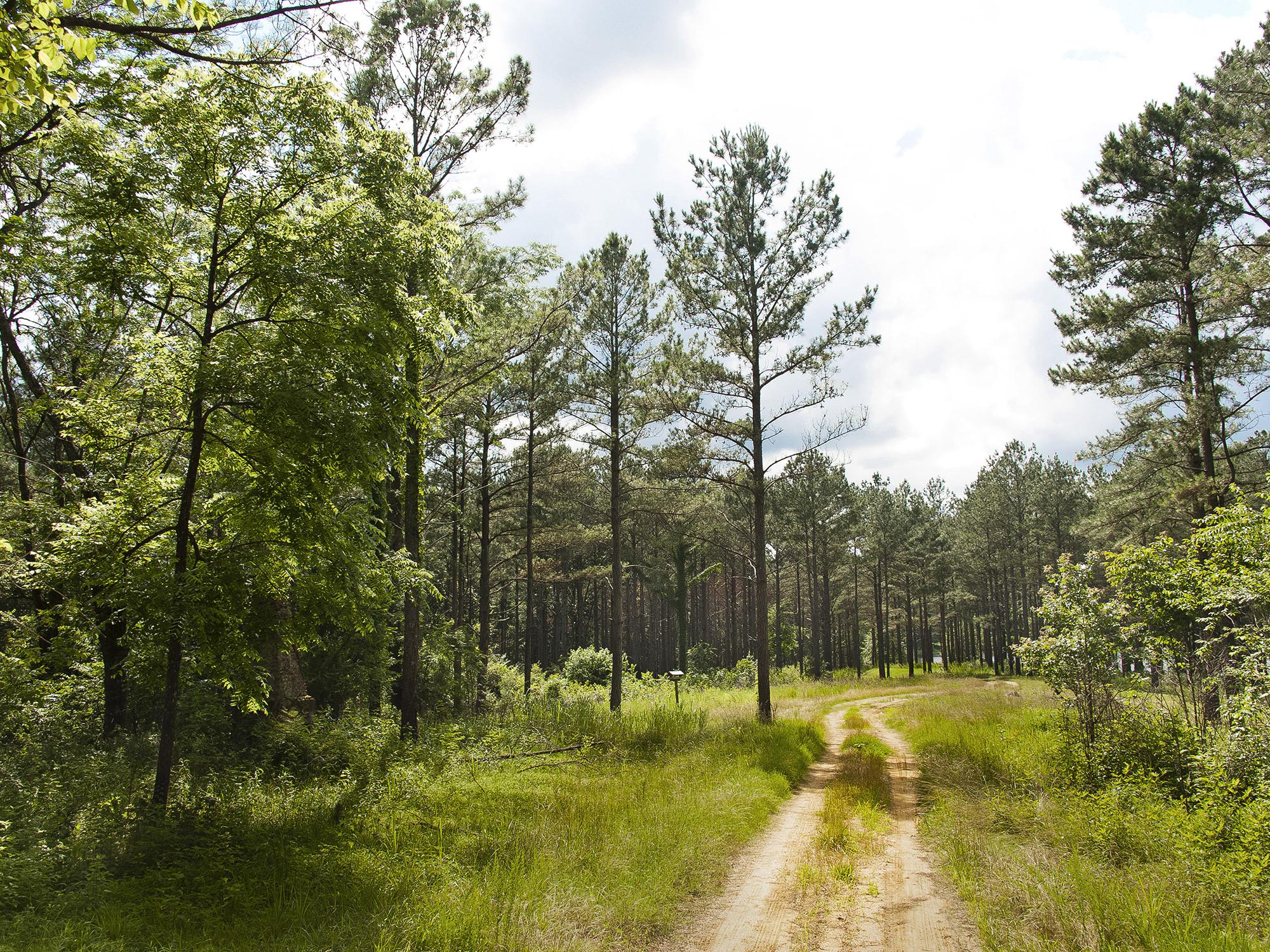 Housing starts across the country climbed in July to their highest rates in almost eight years, but current overall average stumpage prices in Mississippi are hovering near where they were at this time in 2014 because of a timber surplus. (File photo by MSU Ag Communications/Kevin Hudson)