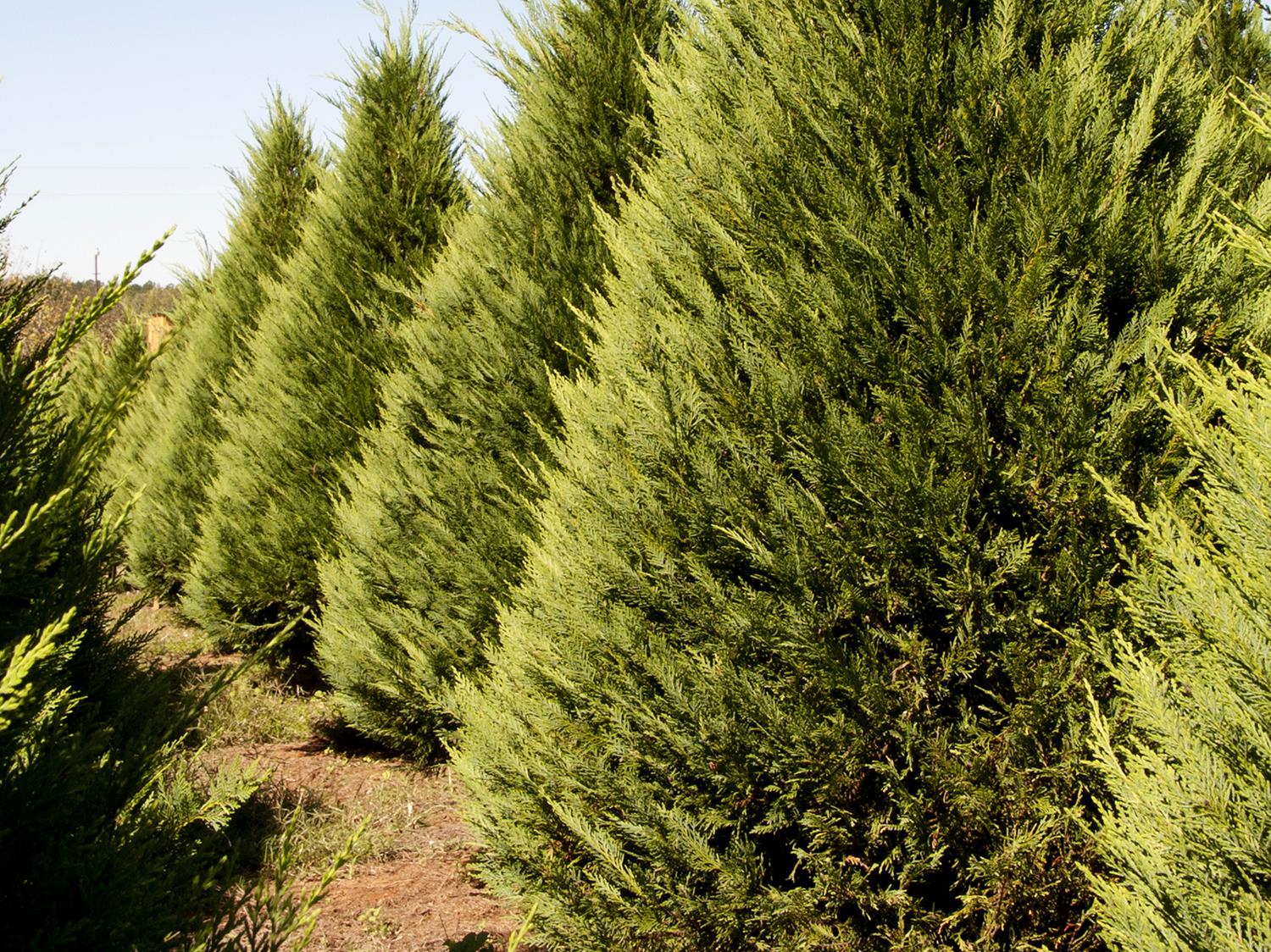 Expect to pay anywhere from $7 to $10 per foot for a choose-and-cut Christmas tree this year. (File photo by MSU Extension/Kat Lawrence)