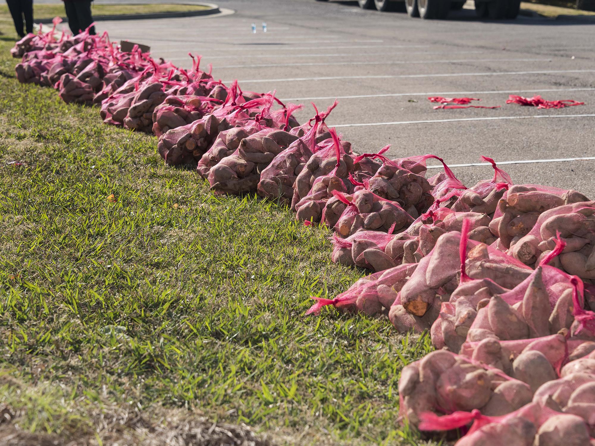 Gleaners harvest leftover crops and distribute them to the hungry. Volunteers are needed at all steps of the process, from harvesting to distribution. These sweet potatoes were bagged for delivery at Mississippi State University. (File Photo by MSU Extension Service/Kevin Hudson)