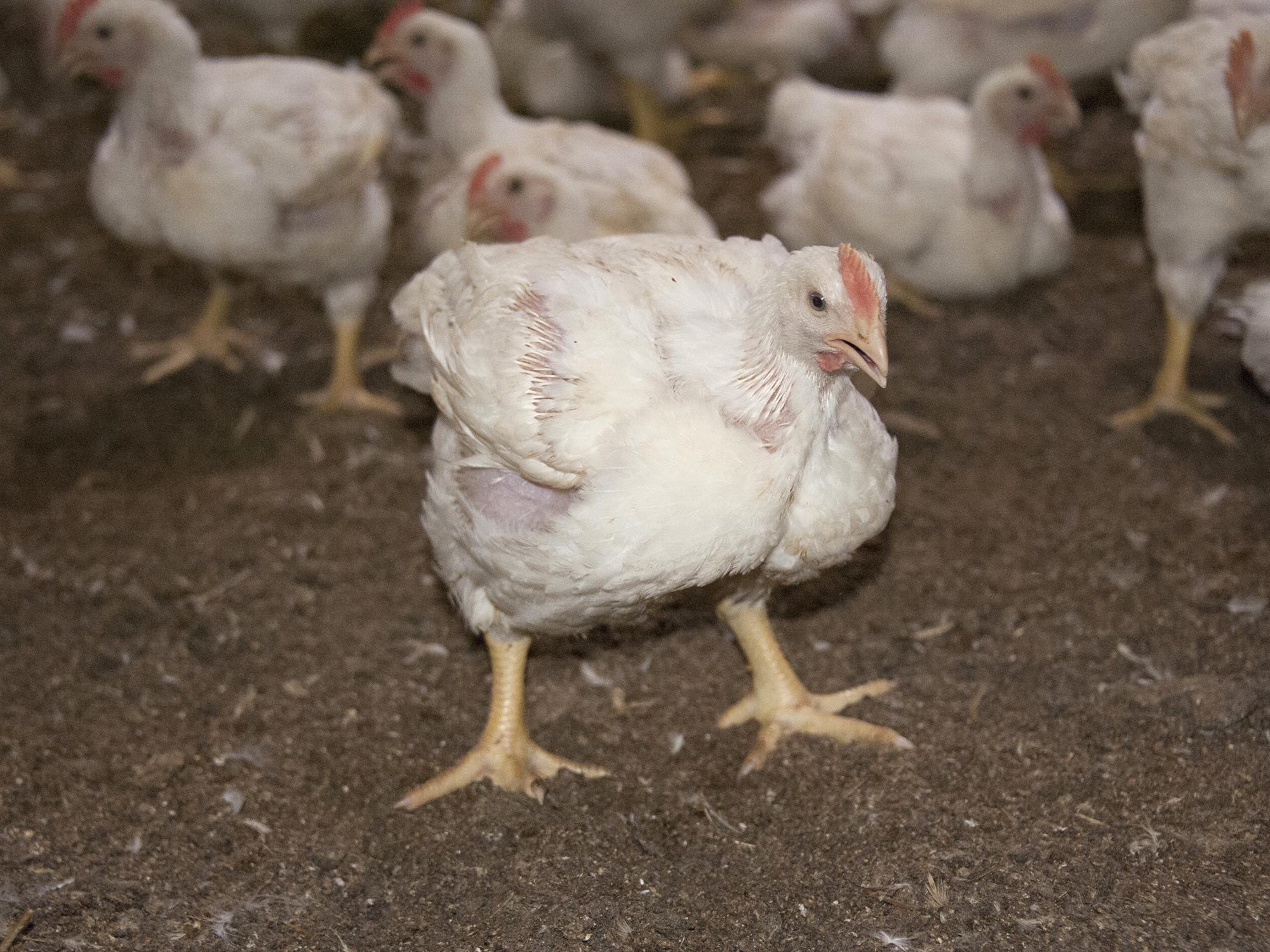 Chickens stand and move around when sprinklers gently spray water to cool them off. These immature birds were photographed Aug. 22, 2016, in a commercial poultry house at the MSU H.H. Leveck Animal Research Center in Starkville, Mississippi. (Photo by MSU Extension Service/Kat Lawrence)