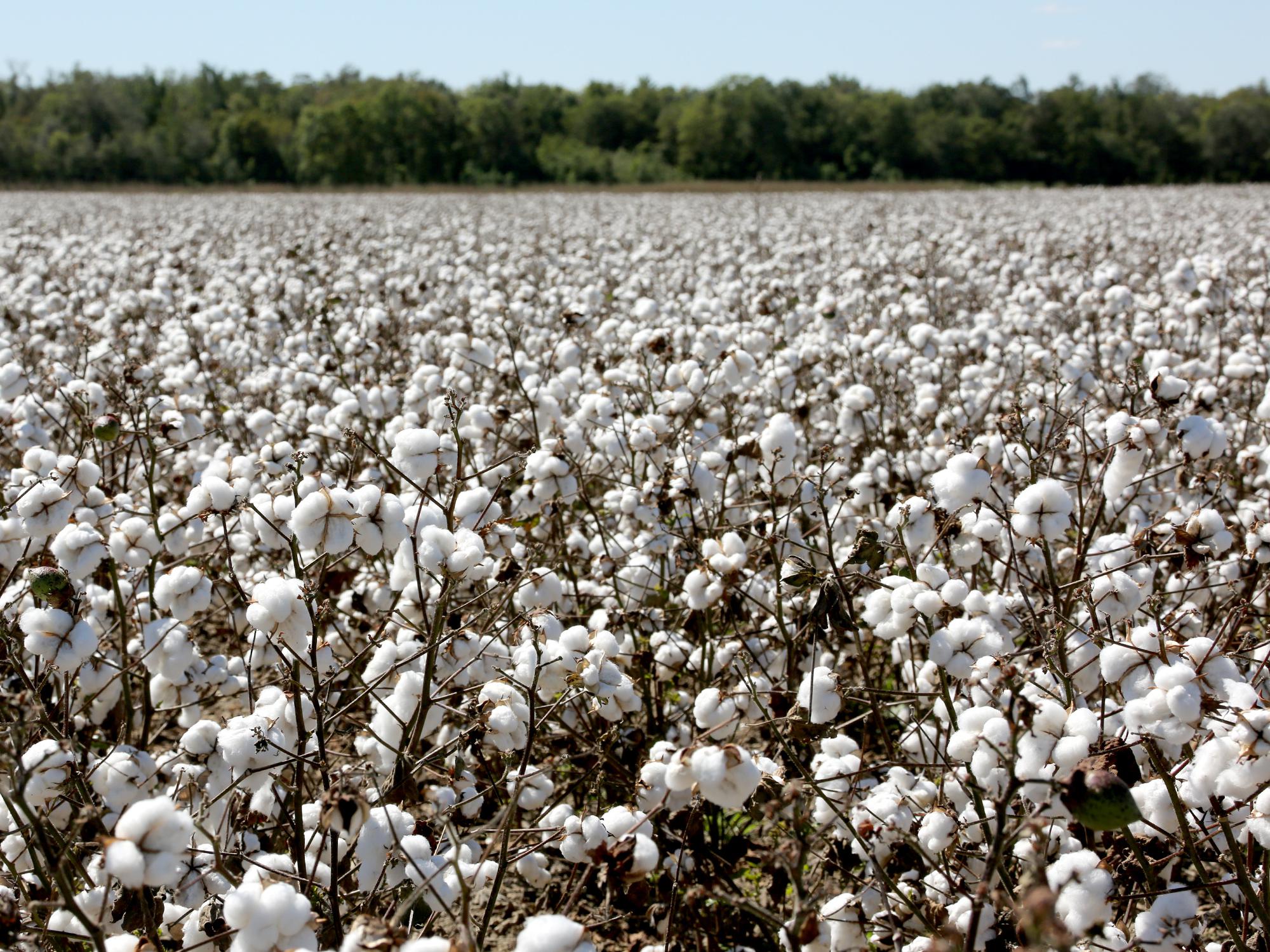 Mississippi cotton farmers are more than halfway through harvesting what is expected to be the fourth straight year the state has averaged more than 1,000 pounds of cotton per acre. This Coahoma County cotton was waiting for harvest Sept. 29, 2016. (Photo by MSU Extension Service/Kat Lawrence)