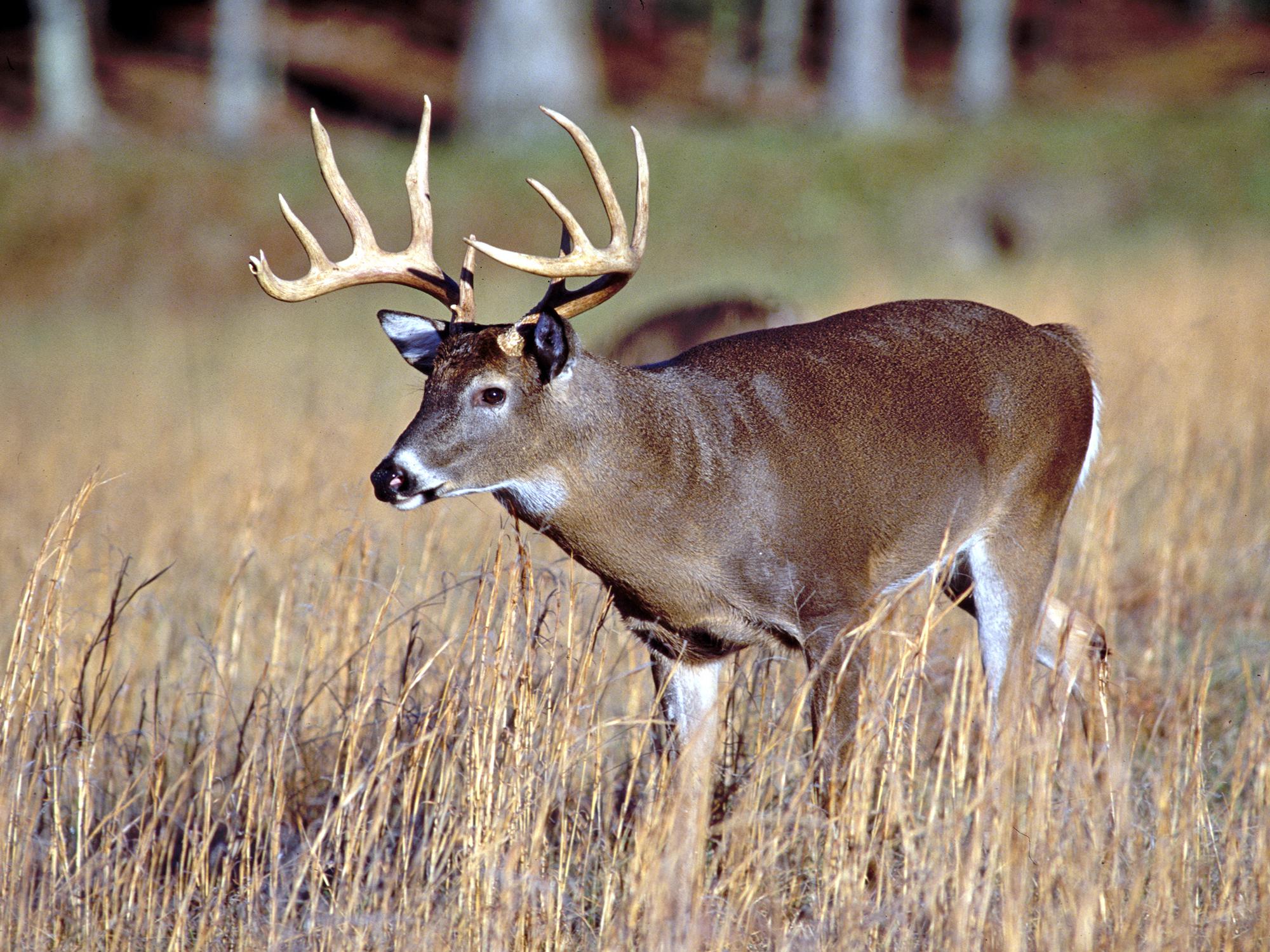 Hunters, land managers and forestry professionals can learn about white-tailed deer, such as this buck, at one of the three deer management workshops, hosted by the Mississippi State University Extension Service, in August. (File Photo by MSU Extension Service)